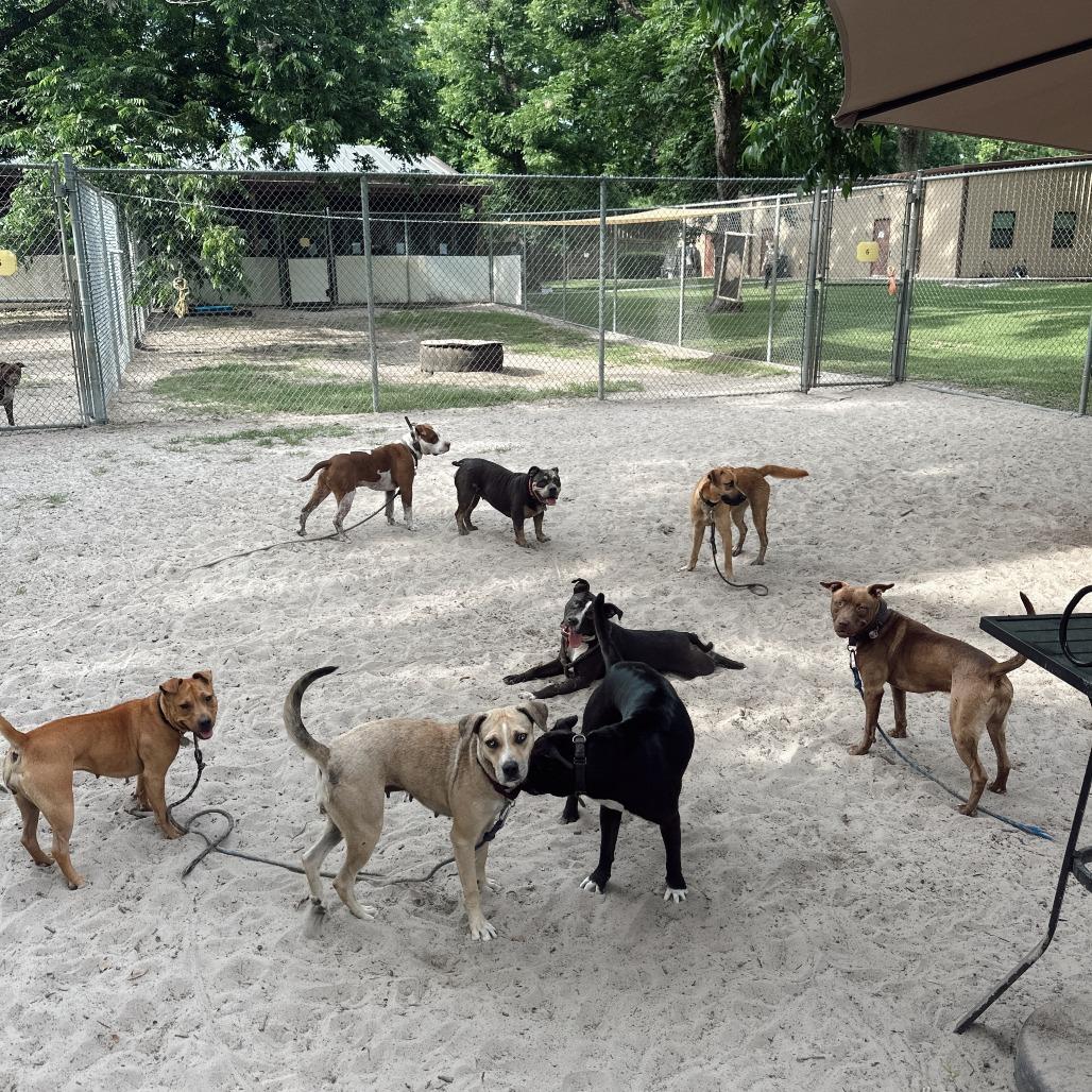 Enlarge Ivan, a Adoptable Mixed Breed in Franklin, TN image 4/6