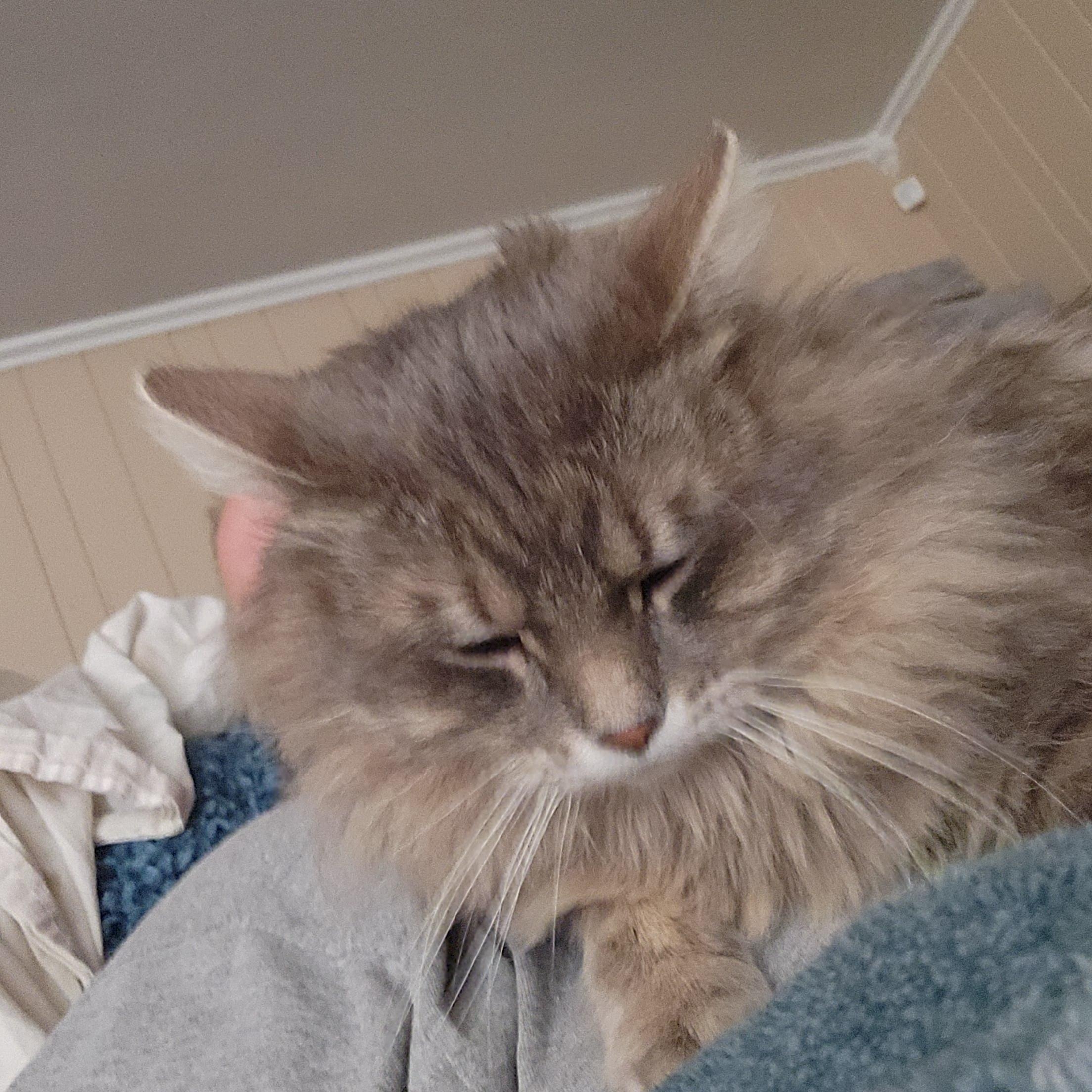 Enlarge Gregory, a ADOPTABLE Tabby in Lubbock, TX image 2/5