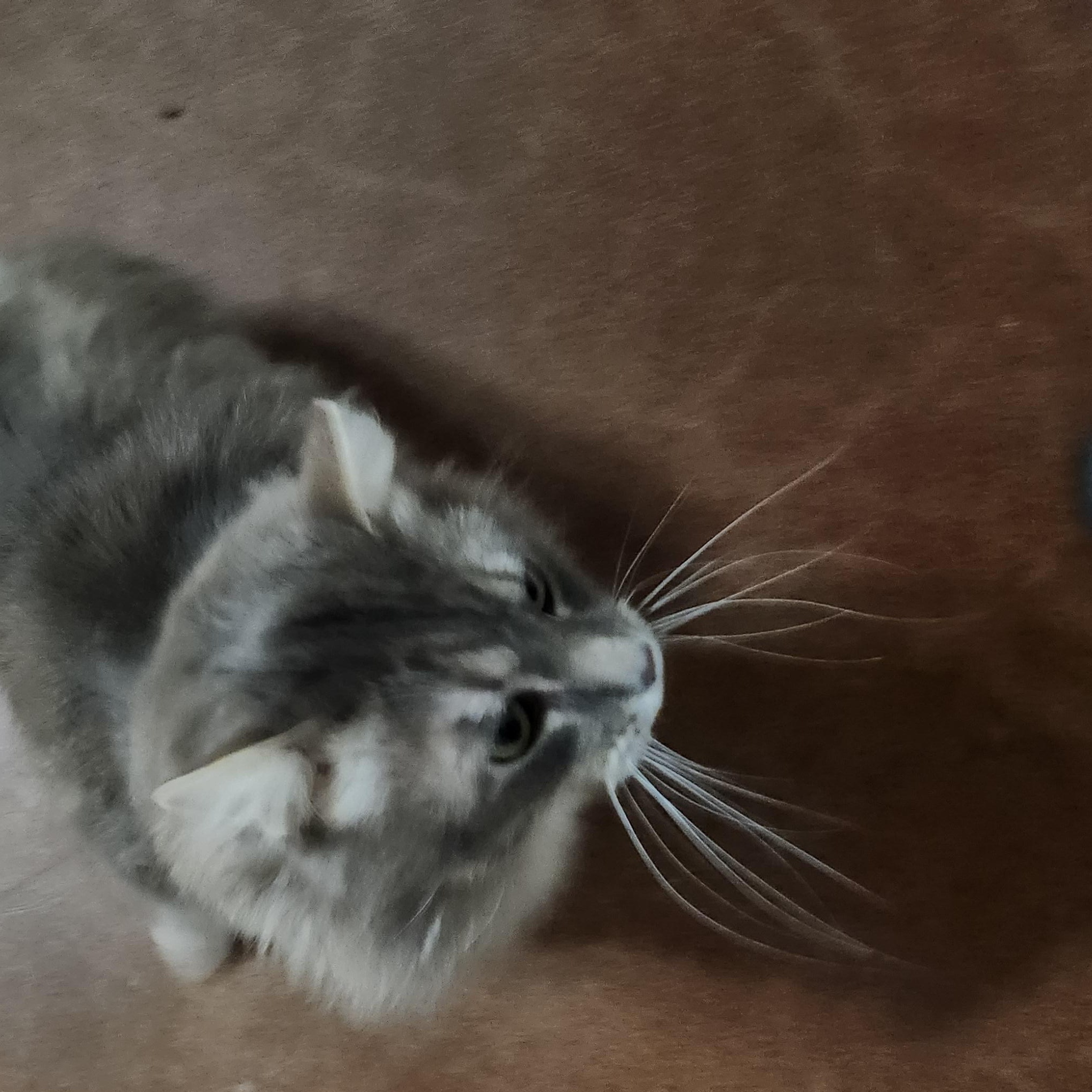 Enlarge Gregory, a ADOPTABLE Tabby in Lubbock, TX image 4/5