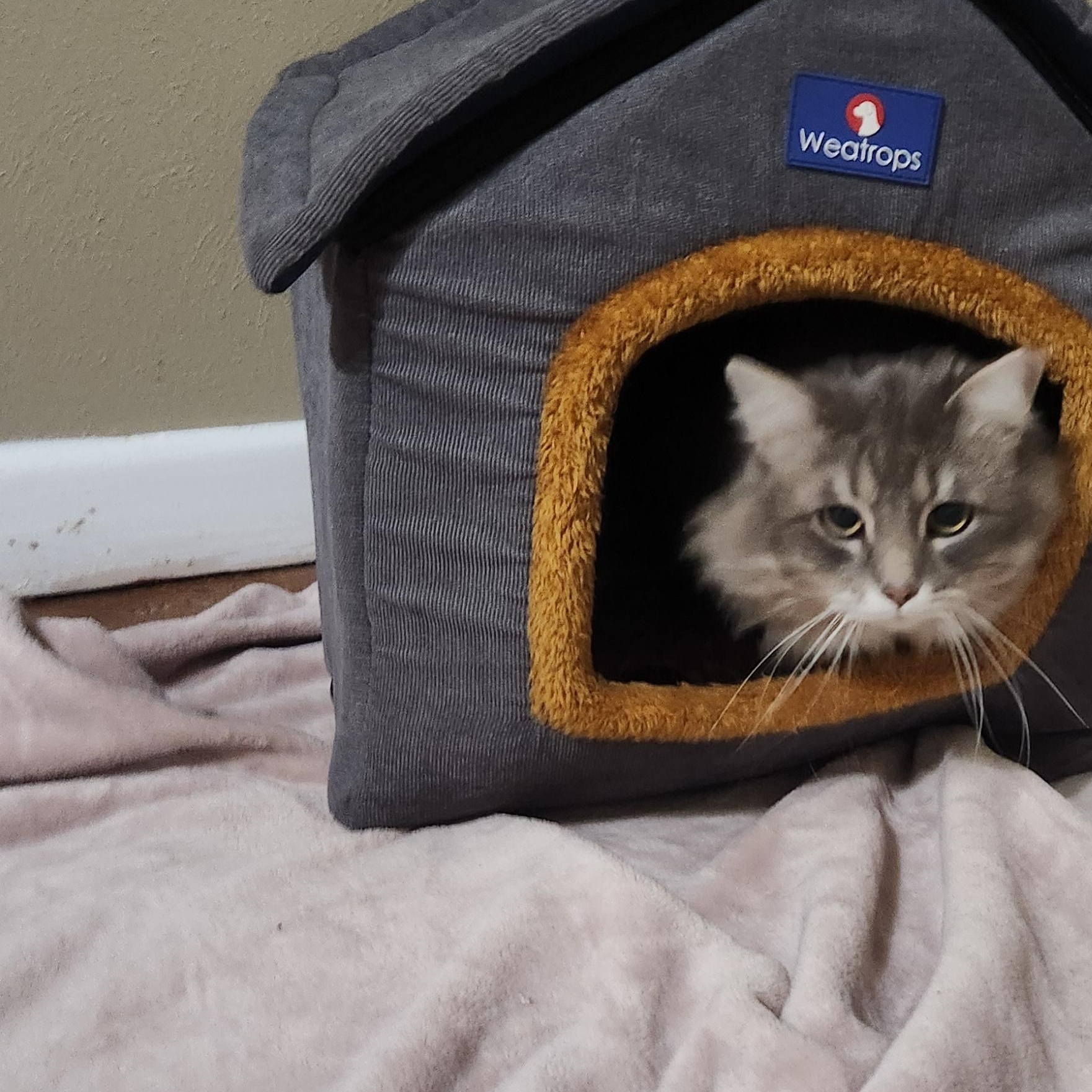 Gregory, ADOPTABLE, Adult Male Tabby.