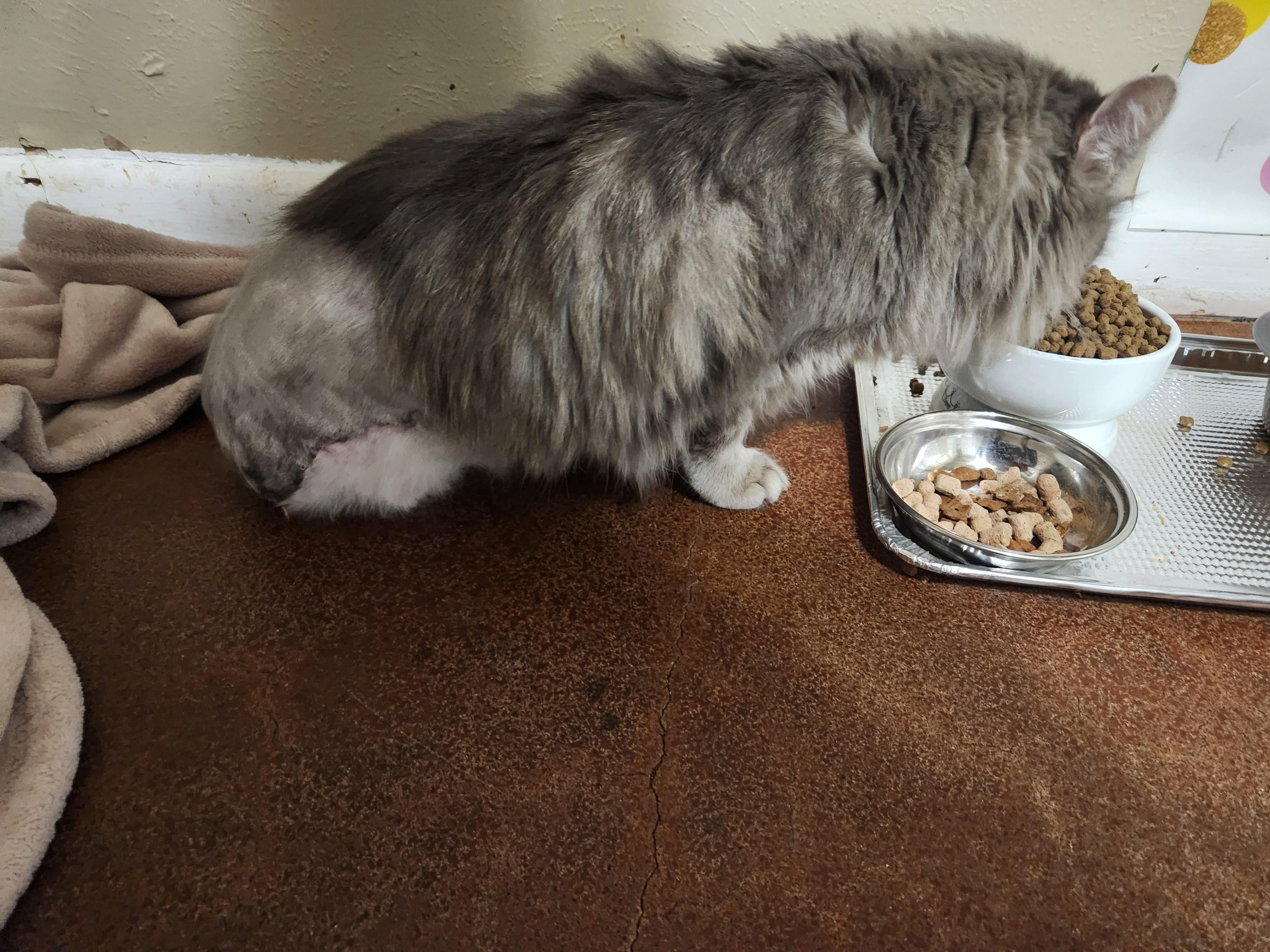 Enlarge Gregory, a ADOPTABLE Tabby in Lubbock, TX image 5/5