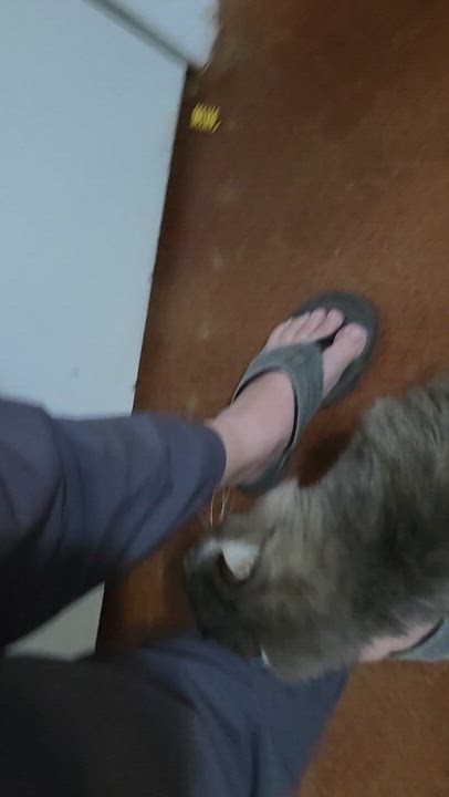 Enlarge Gregory, a ADOPTABLE Tabby in Lubbock, TX video 3/5