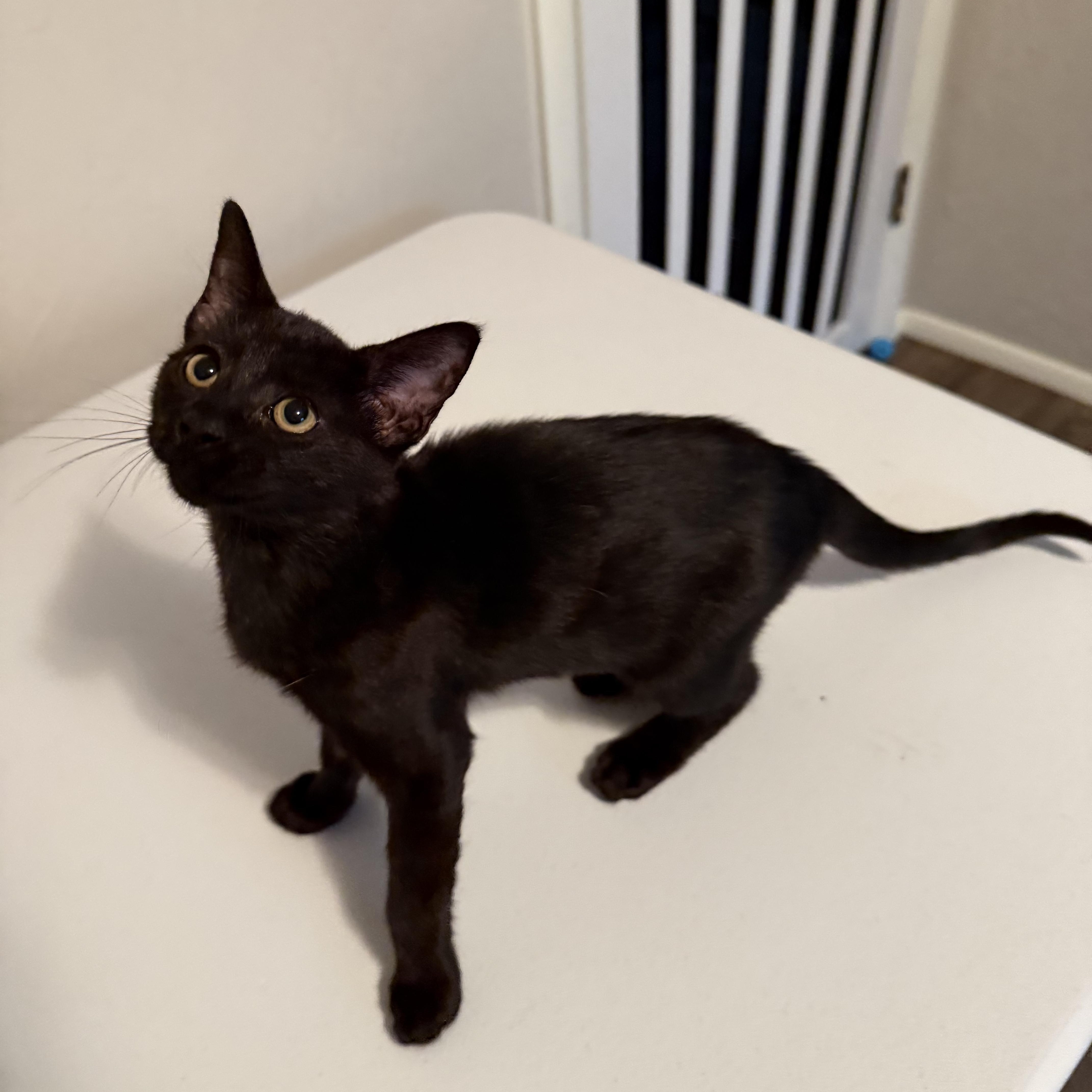 Enlarge Summer, a Adoptable mixed breed in Edmond, OK image 1/2