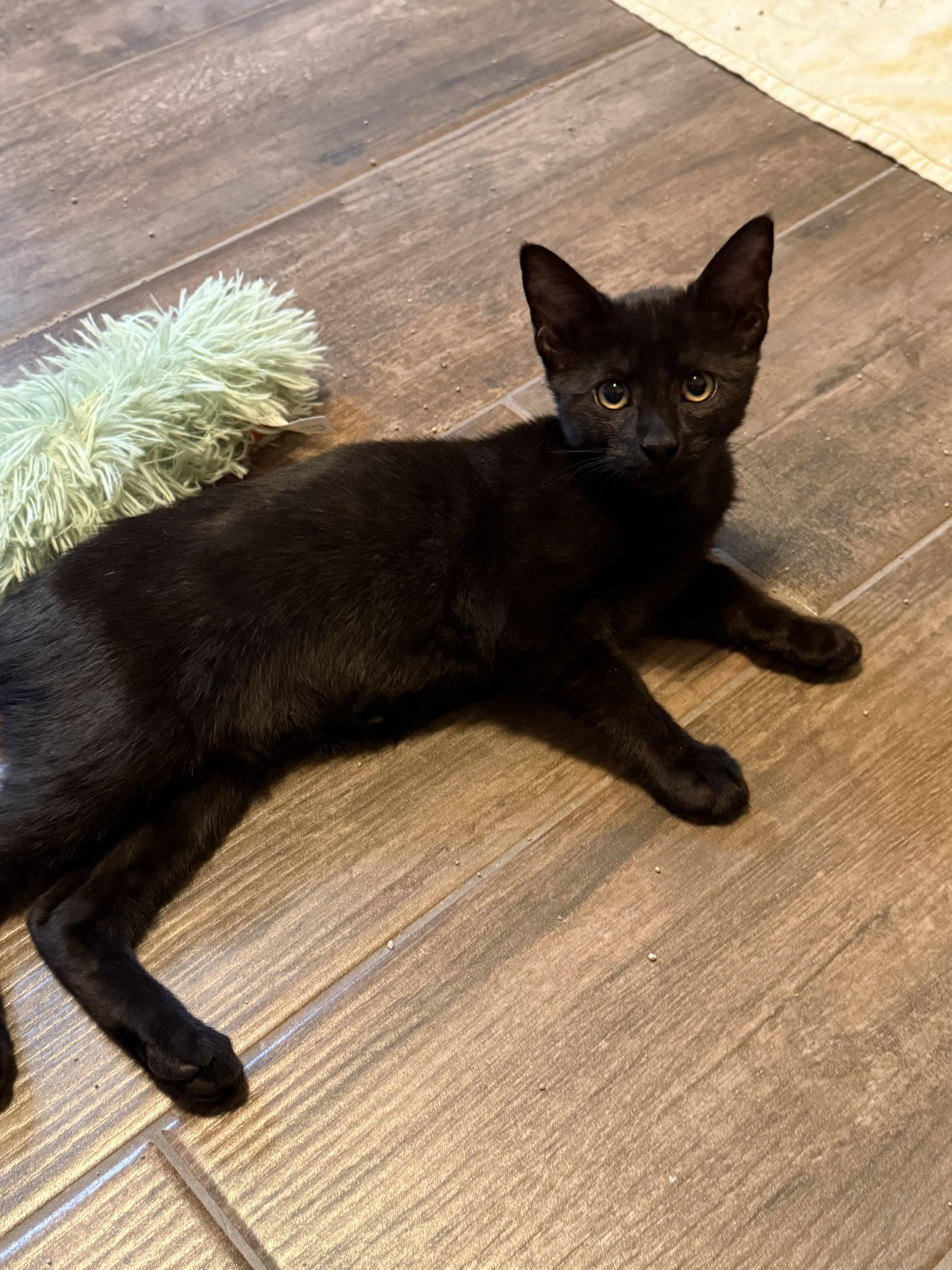 Enlarge Summer, a Adoptable mixed breed in Edmond, OK image 2/2