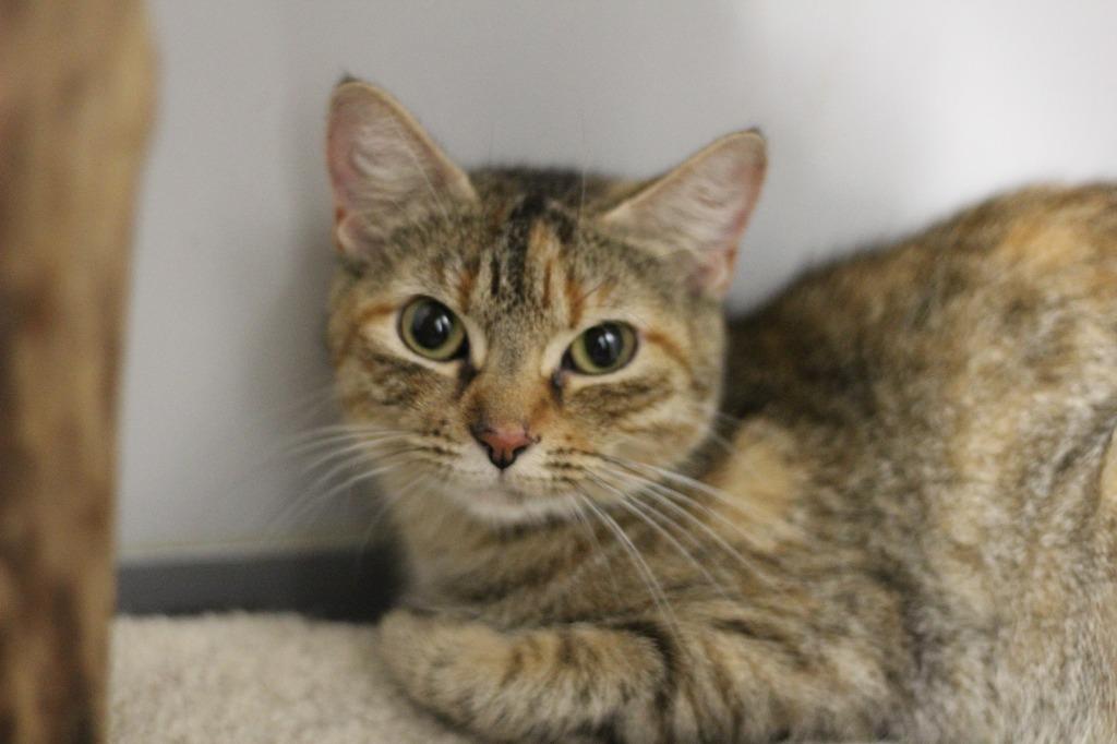 Cleopatra, Adoptable, Young Female Domestic Short Hair.