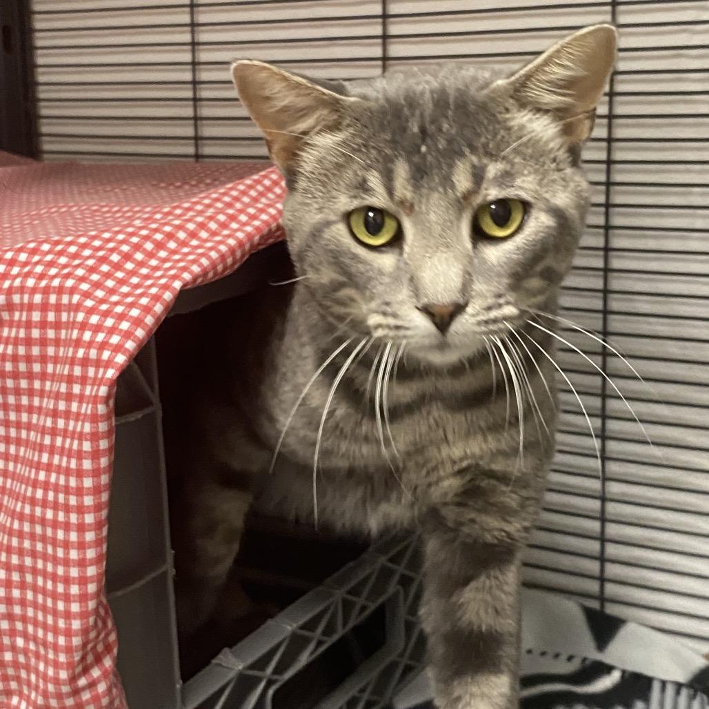 Enlarge Opossum, a Adoptable Domestic Short Hair in Norfolk, NE image 1/4