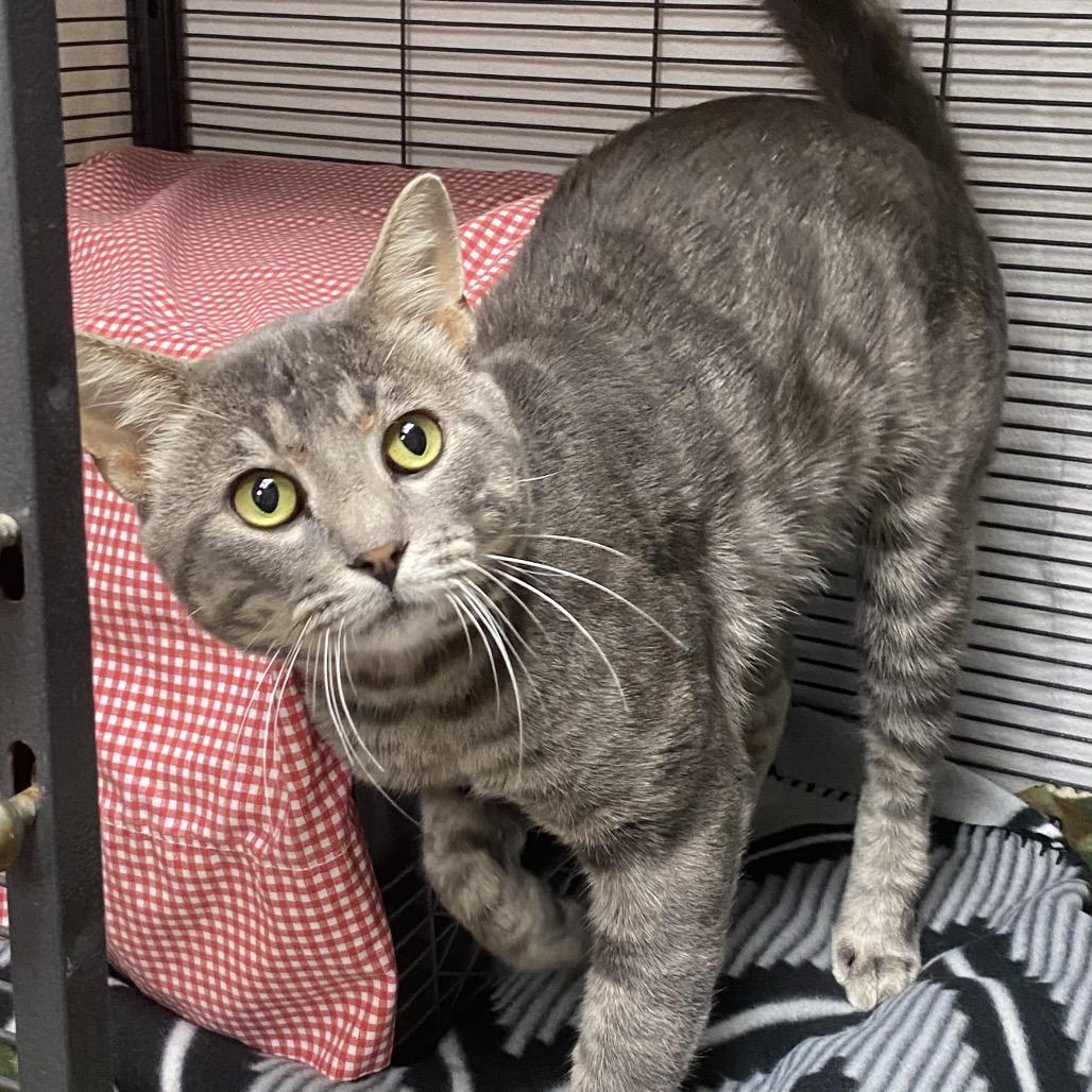 Enlarge Opossum, a Adoptable Domestic Short Hair in Norfolk, NE image 2/4