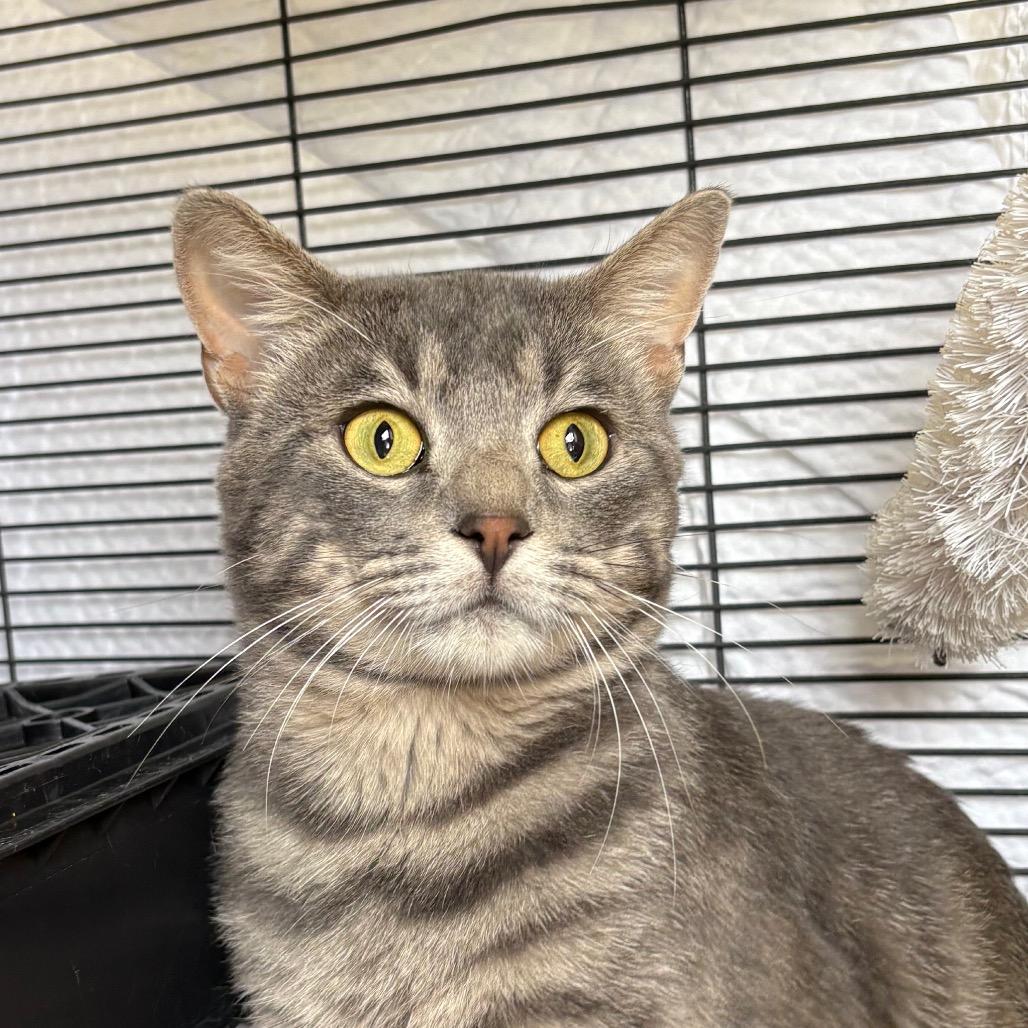 Enlarge Opossum, a Adoptable Domestic Short Hair in Norfolk, NE image 3/4