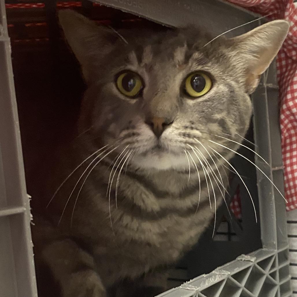 Enlarge Opossum, a Adoptable Domestic Short Hair in Norfolk, NE image 4/4