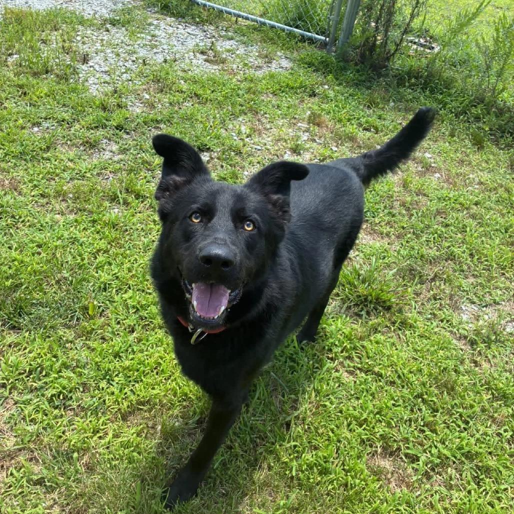 Harley 3, Adoptable, Adult Male Black Labrador Retriever & Mixed Breed.