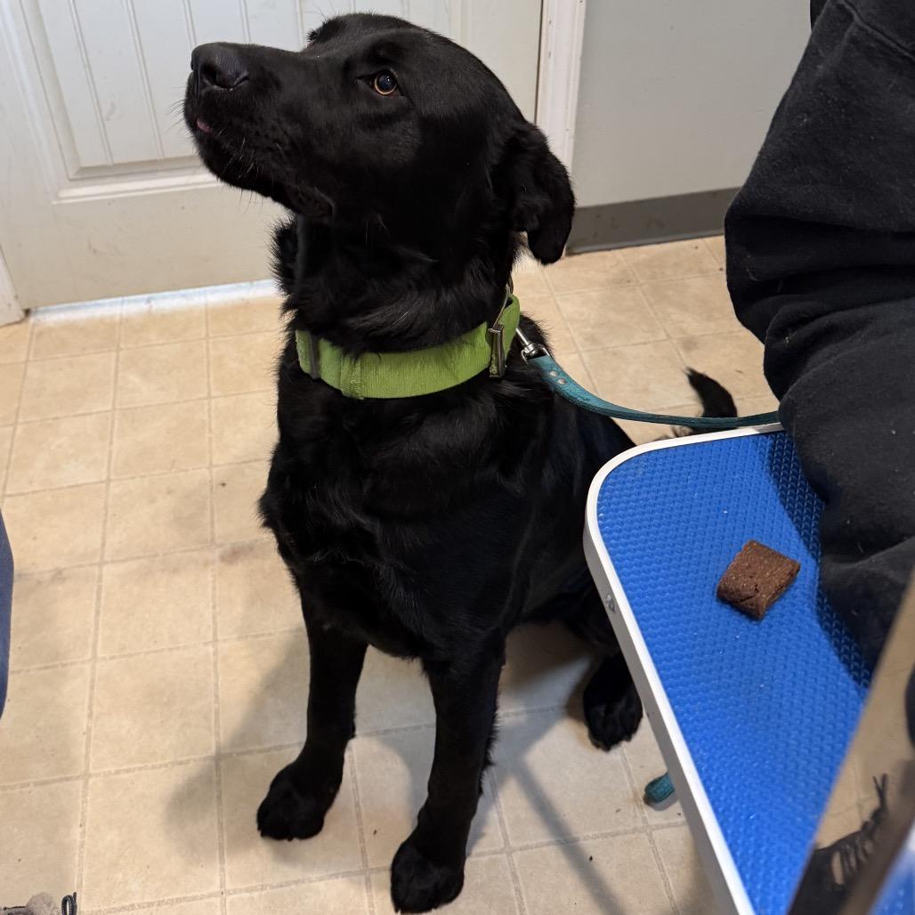 Harley 3, Adoptable, Adult Male Black Labrador Retriever & Mixed Breed.