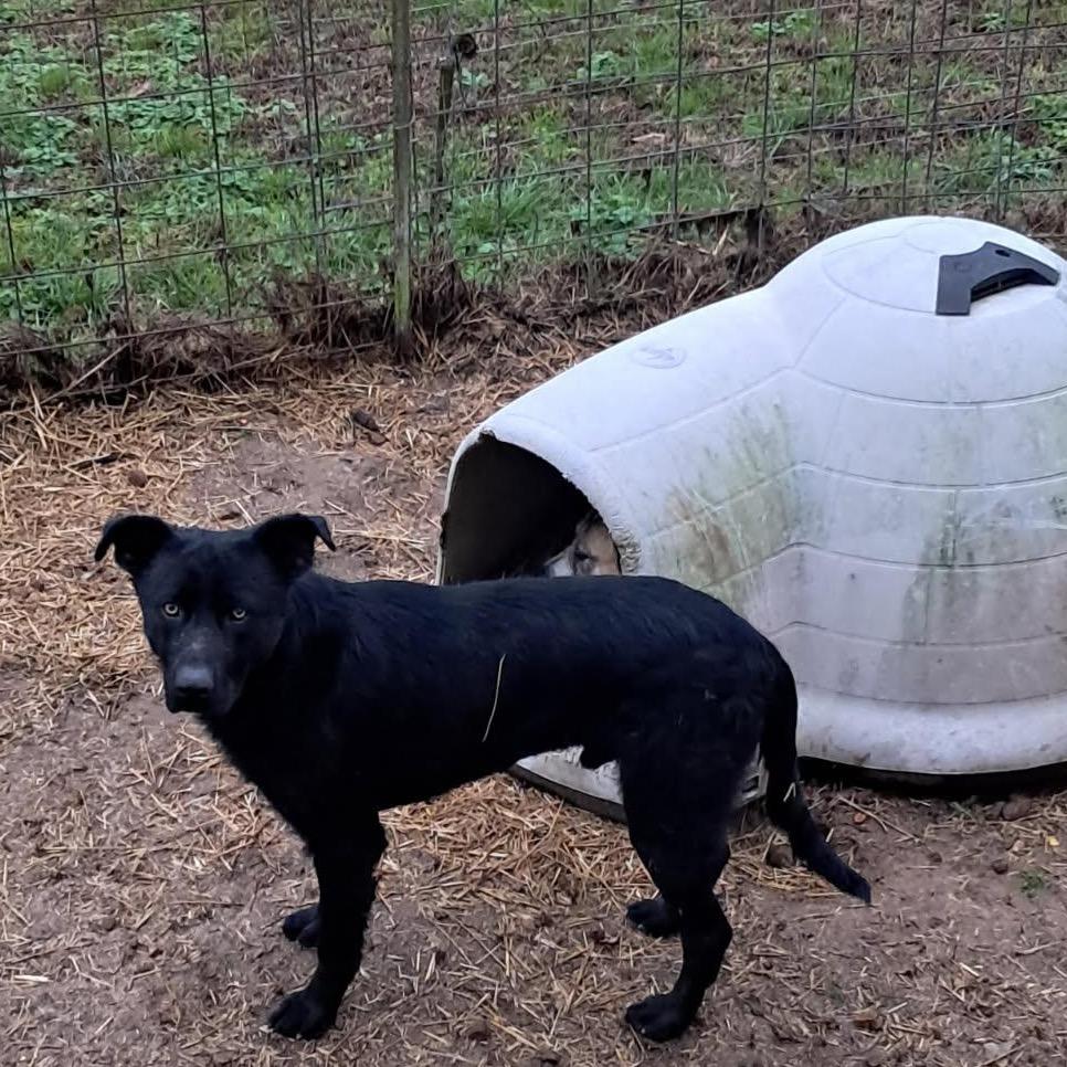 Harley 3, a Adoptable mixed breed in Hohenwald, TN image 2/3
