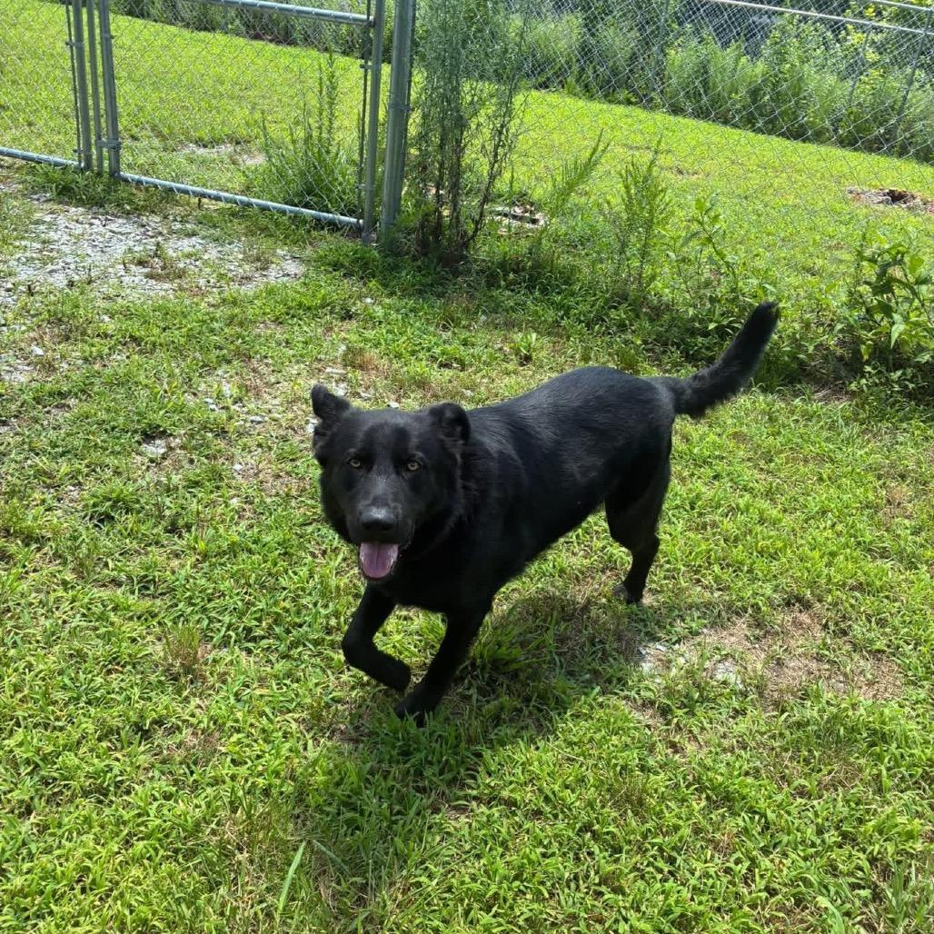 Enlarge Harley 3, a Adoptable mixed breed in Hohenwald, TN image 5/6