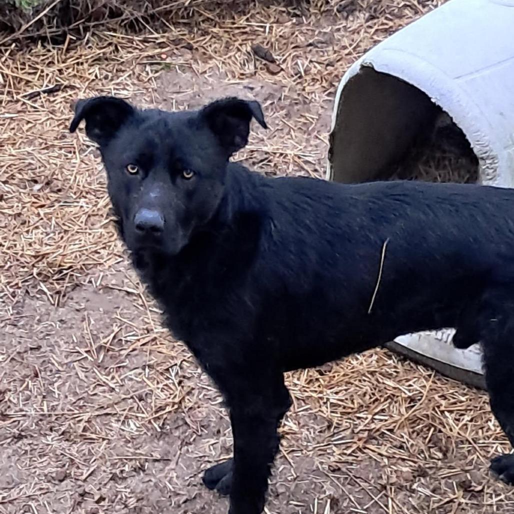 Harley 3, a Adoptable mixed breed in Hohenwald, TN image 3/3