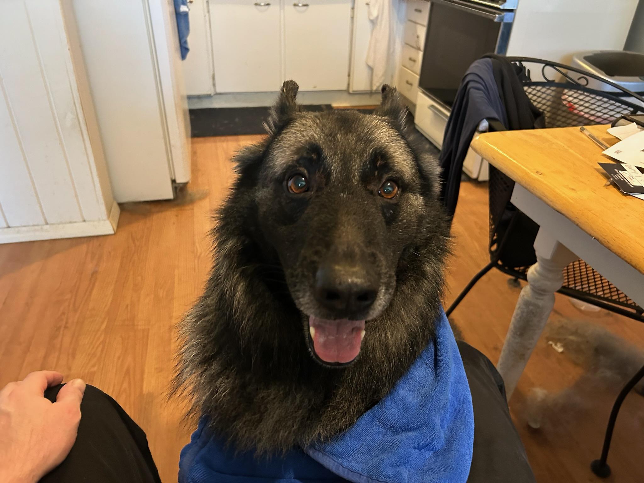 Enlarge Bear, a Adoptable German Shepherd Dog in Huntley, IL image 1/1