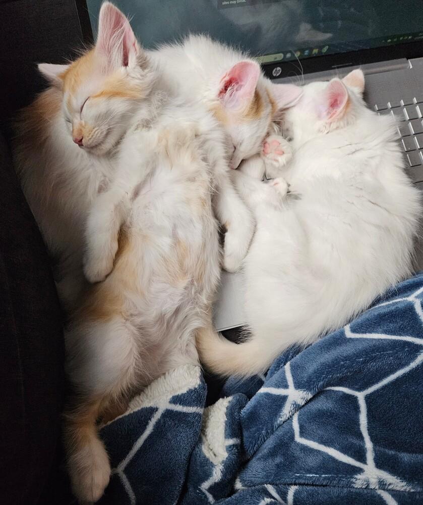 Snickerdoodle, a Adopted mixed breed in Bellevue, NE image 1/6