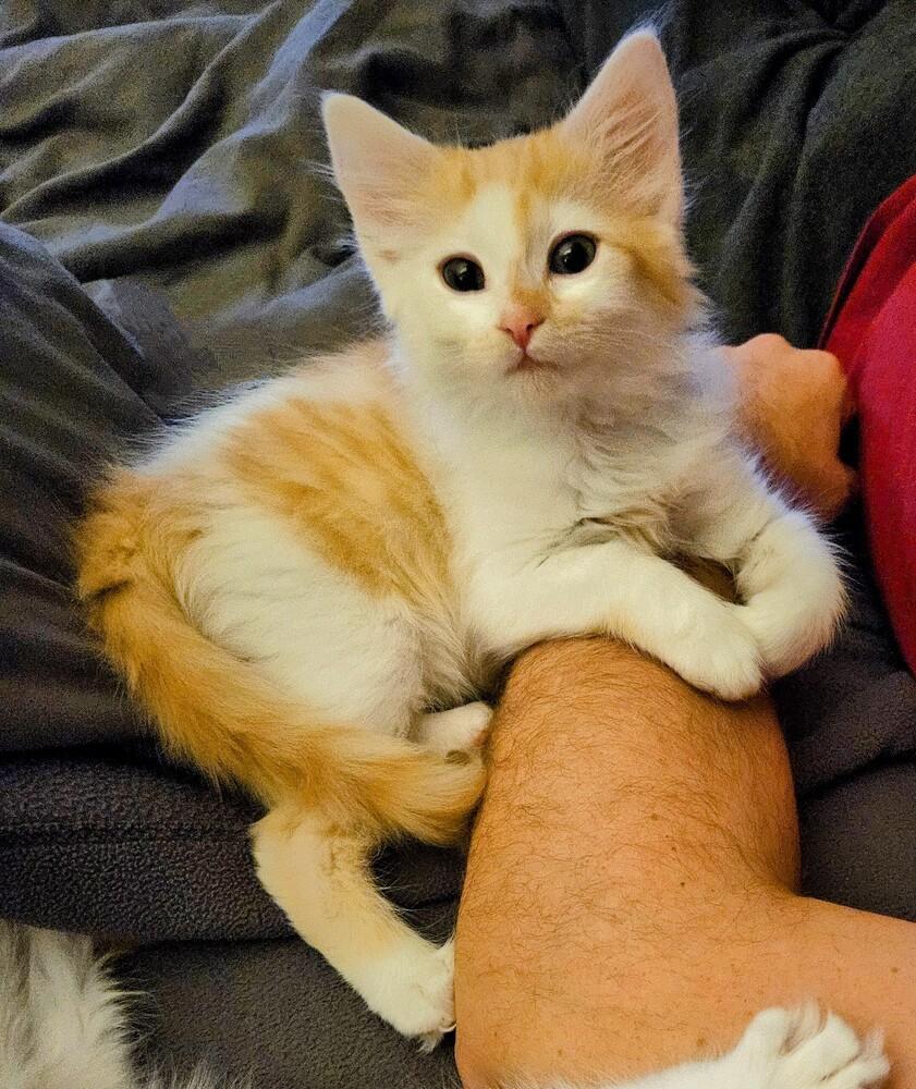 Snickerdoodle, a Adopted mixed breed in Bellevue, NE image 2/6