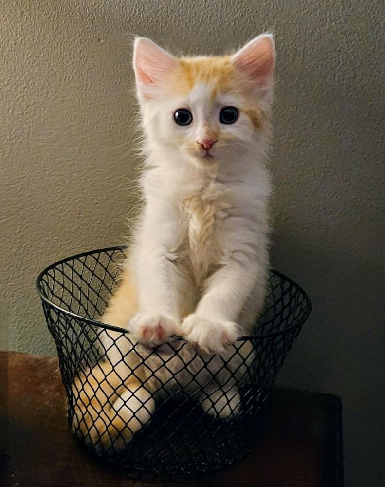 Snickerdoodle, a Adopted mixed breed in Bellevue, NE image 3/6