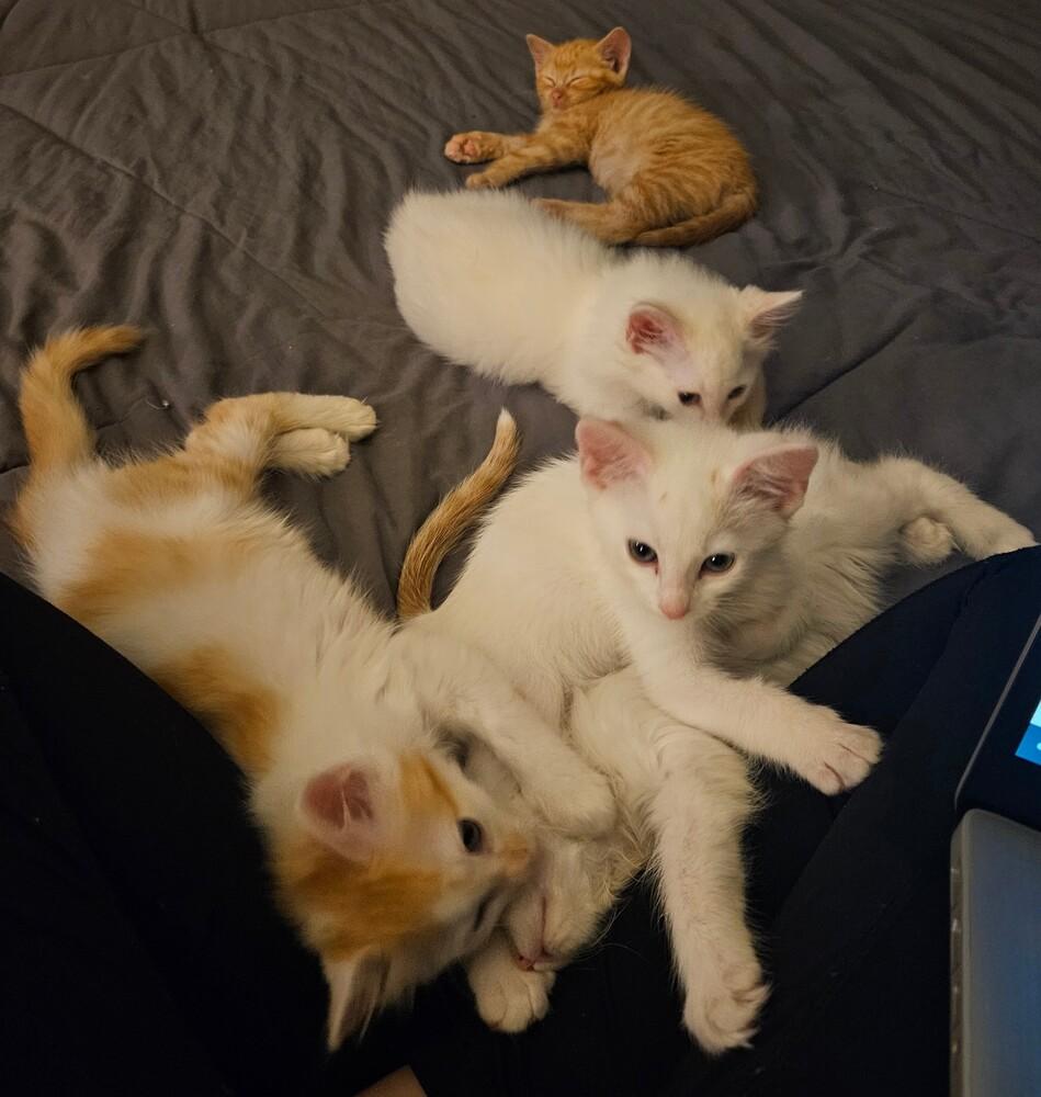 Snickerdoodle, a Adopted mixed breed in Bellevue, NE image 4/6