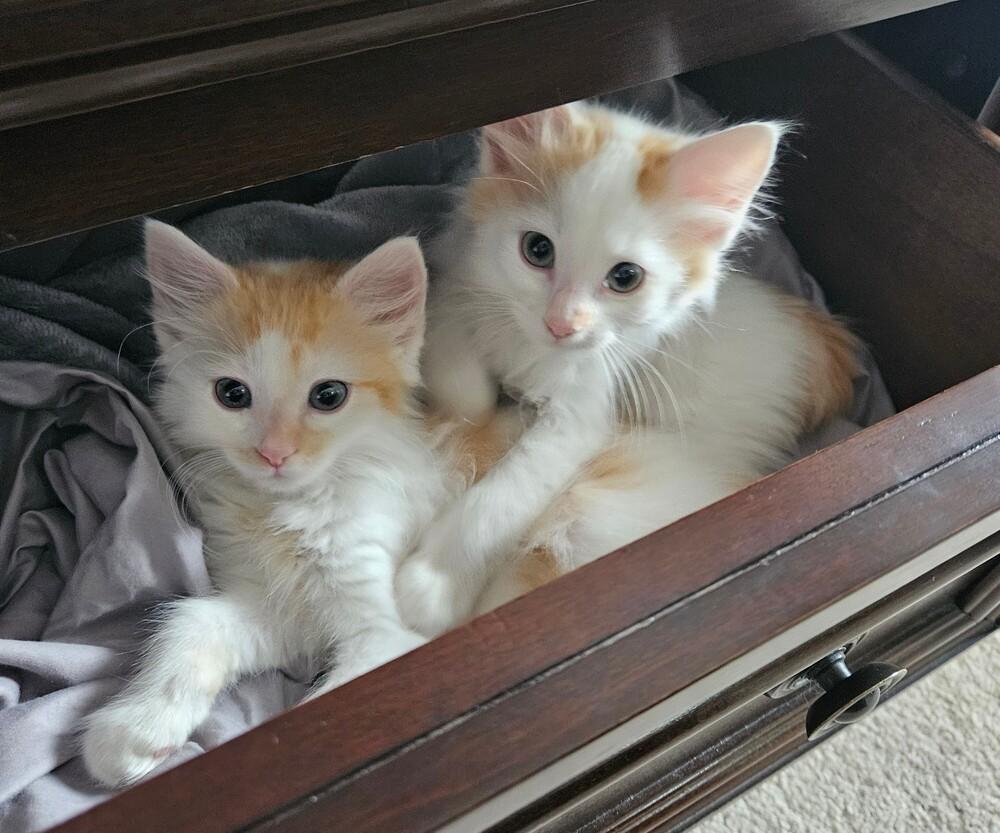 Snickerdoodle, a Adopted mixed breed in Bellevue, NE image 5/6