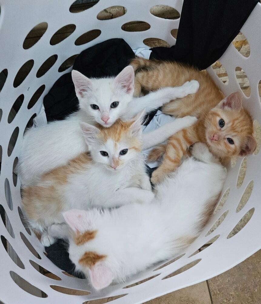 Snickerdoodle, a Adopted mixed breed in Bellevue, NE image 6/6