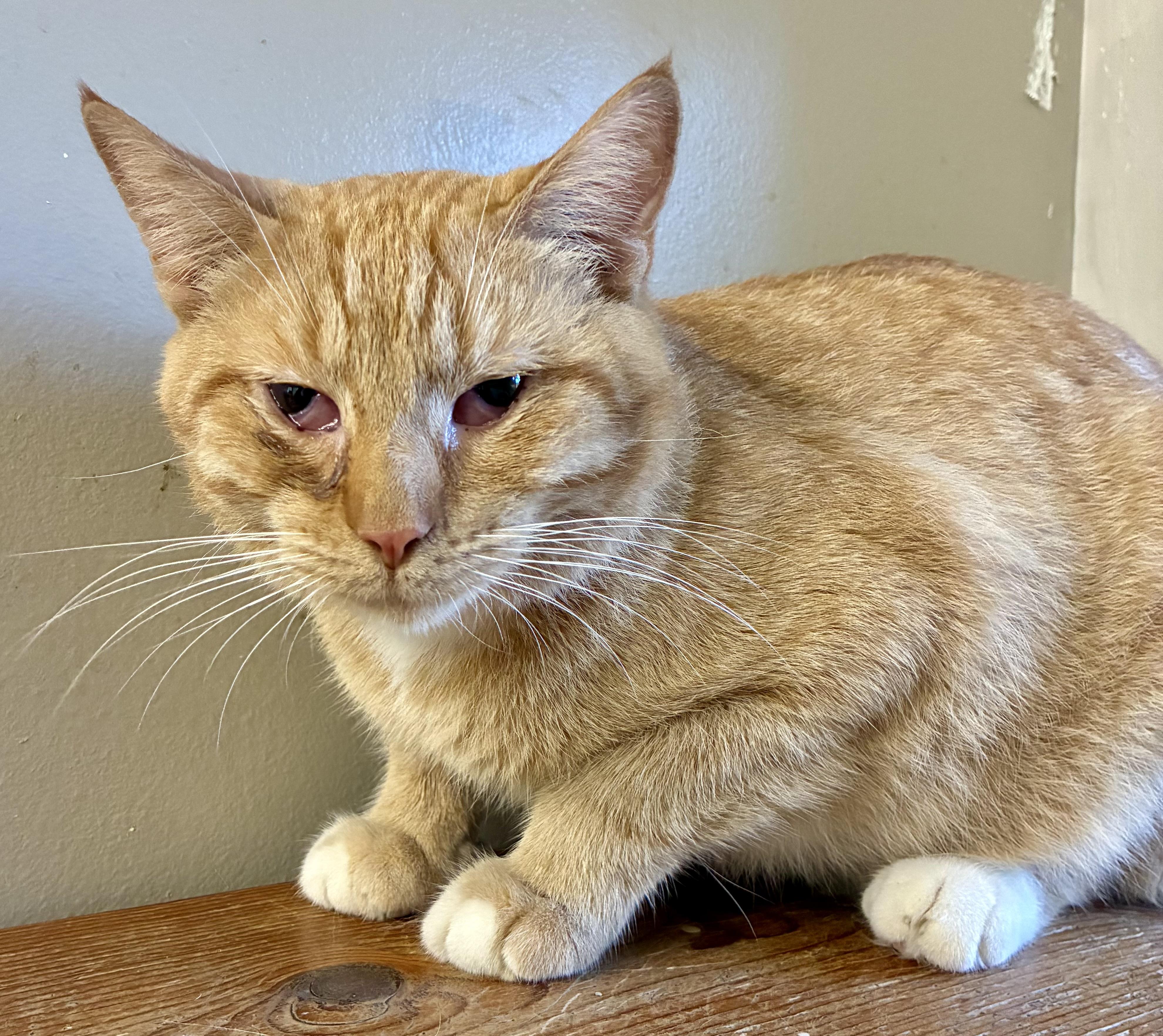 PETERBILT “PETE”, Adoptable, Adult Male Domestic Short Hair.