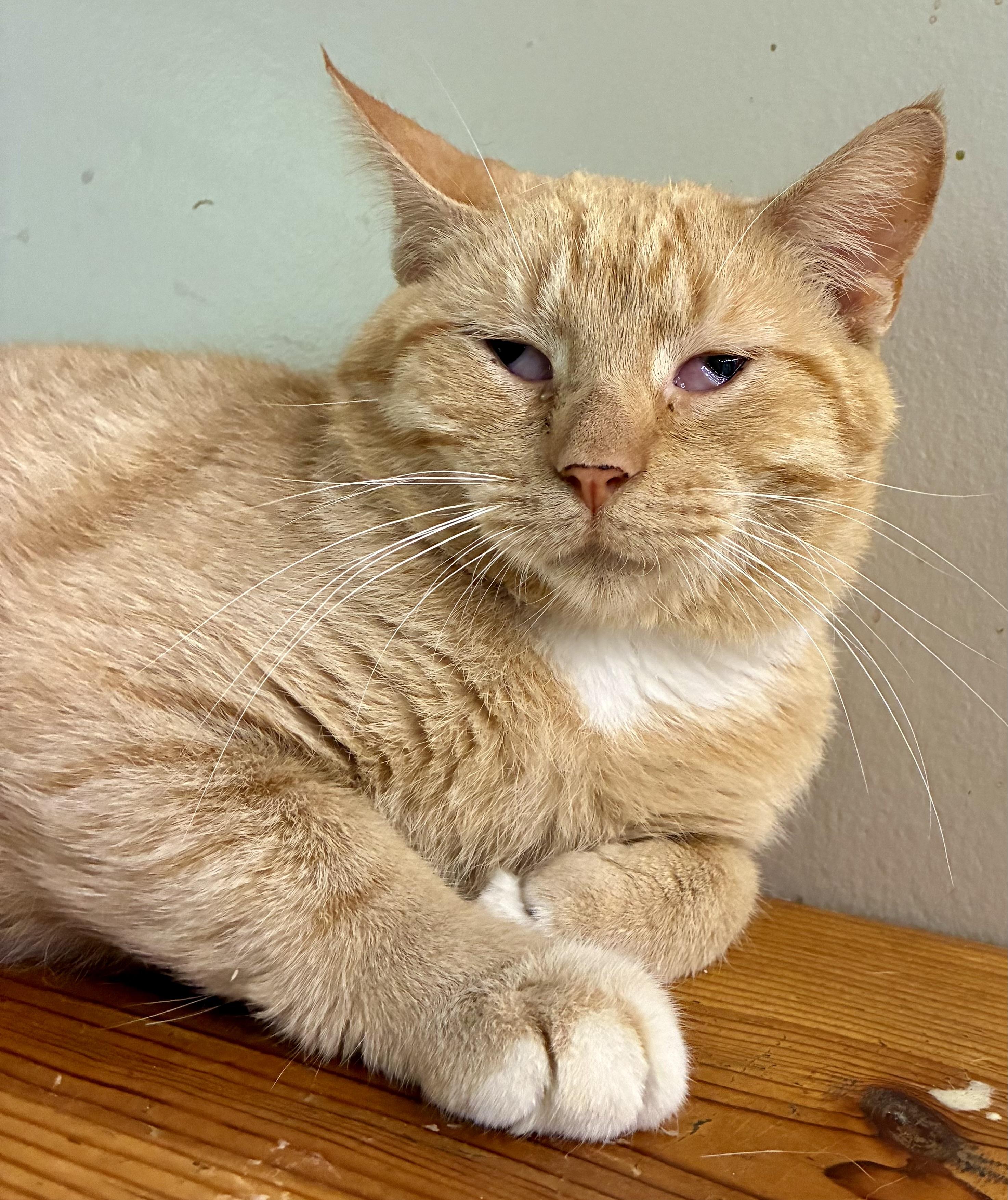 PETERBILT “PETE”, Adoptable, Adult Male Domestic Short Hair.