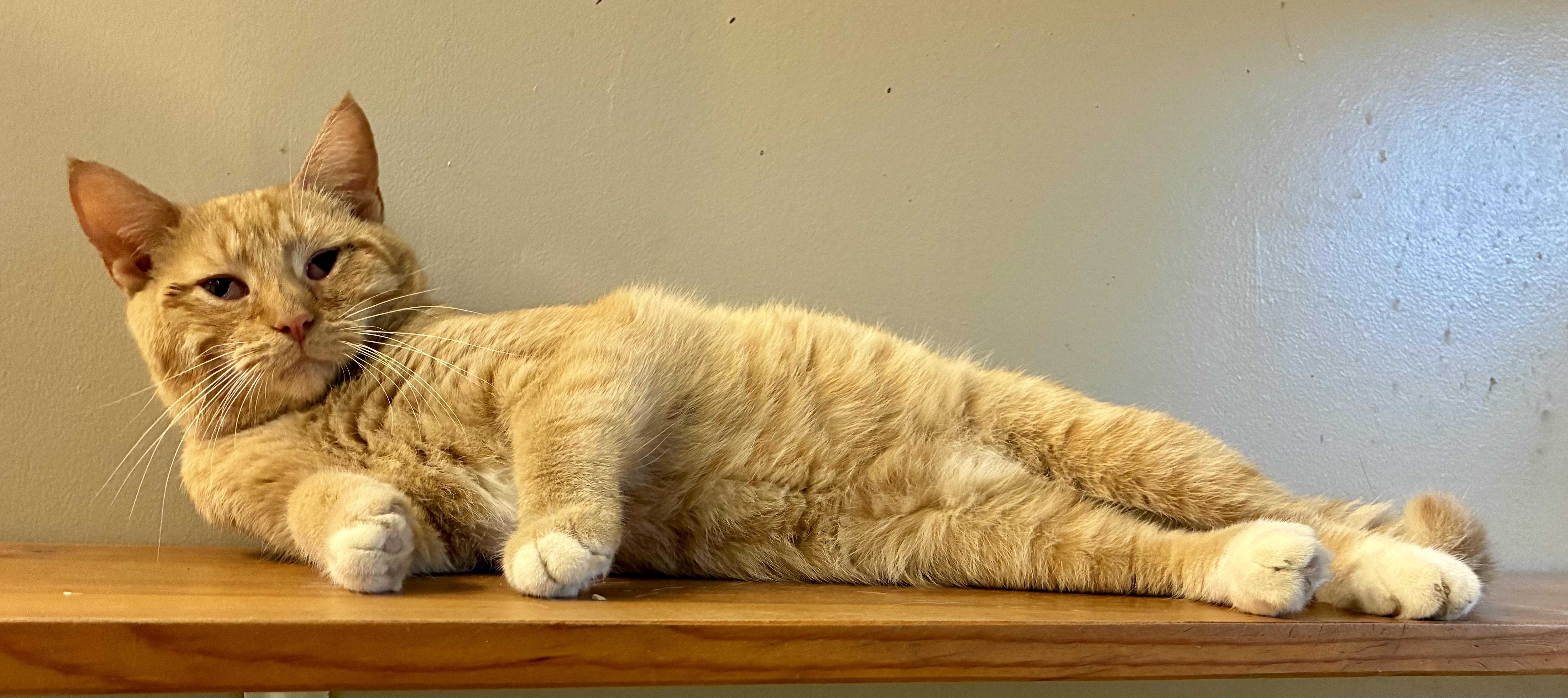 PETERBILT “PETE”, a Adoptable Domestic Short Hair in Louisa, KY image 3/4