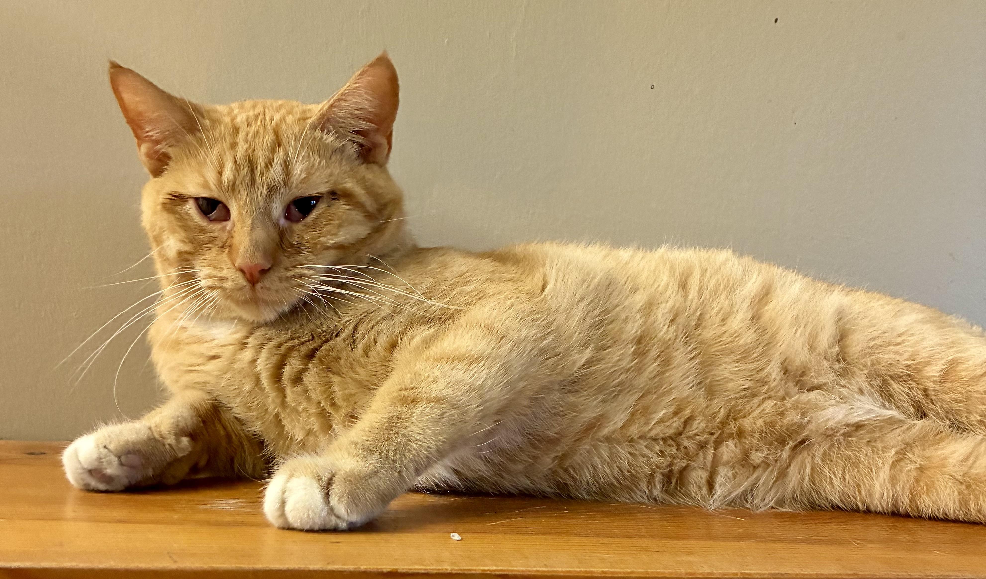 PETERBILT “PETE”, a Adoptable Domestic Short Hair in Louisa, KY image 4/4