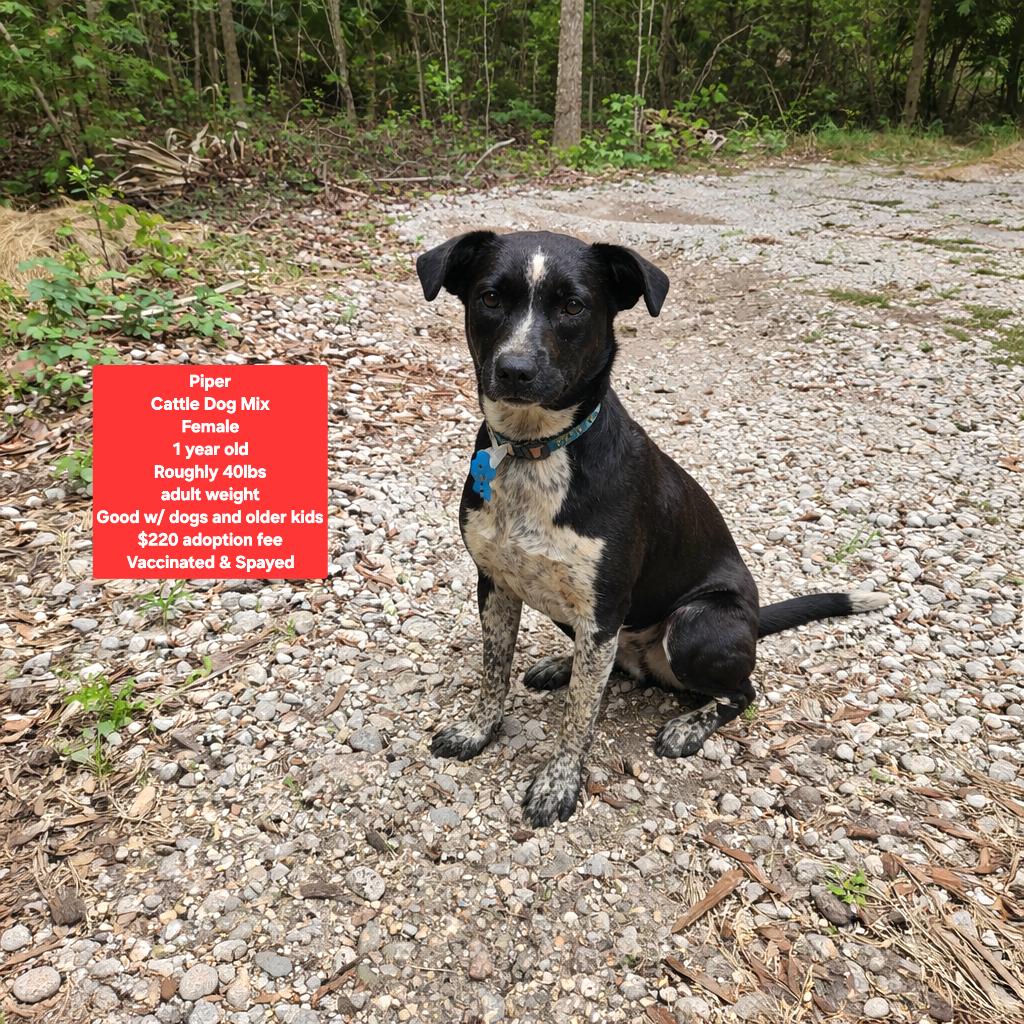 Enlarge Piper, an adopted mixed breed in Oviedo, FL image 1/1