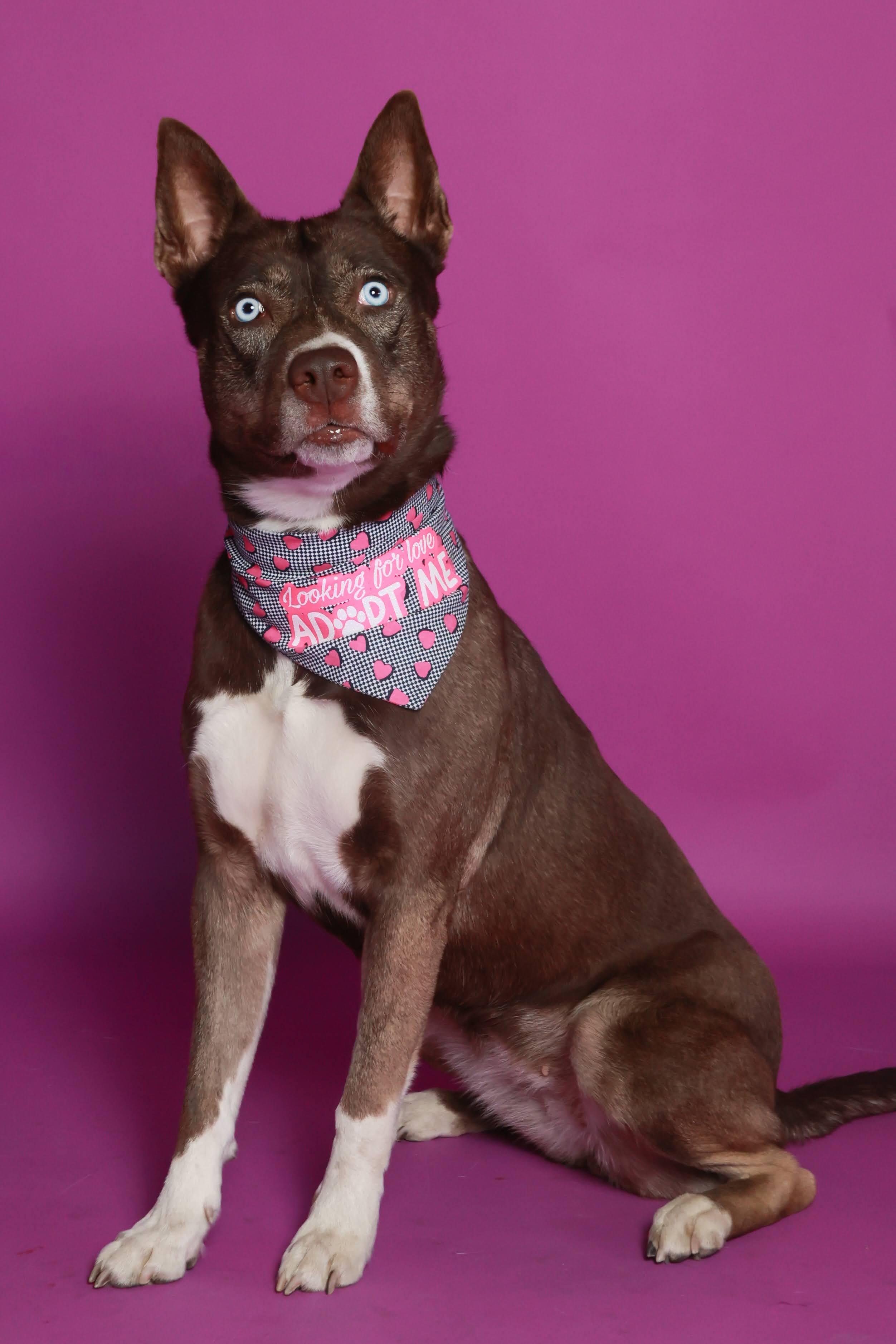 Enlarge Angela (91753), a ADOPTABLE mixed breed in Spanish Fork, UT image 2/2