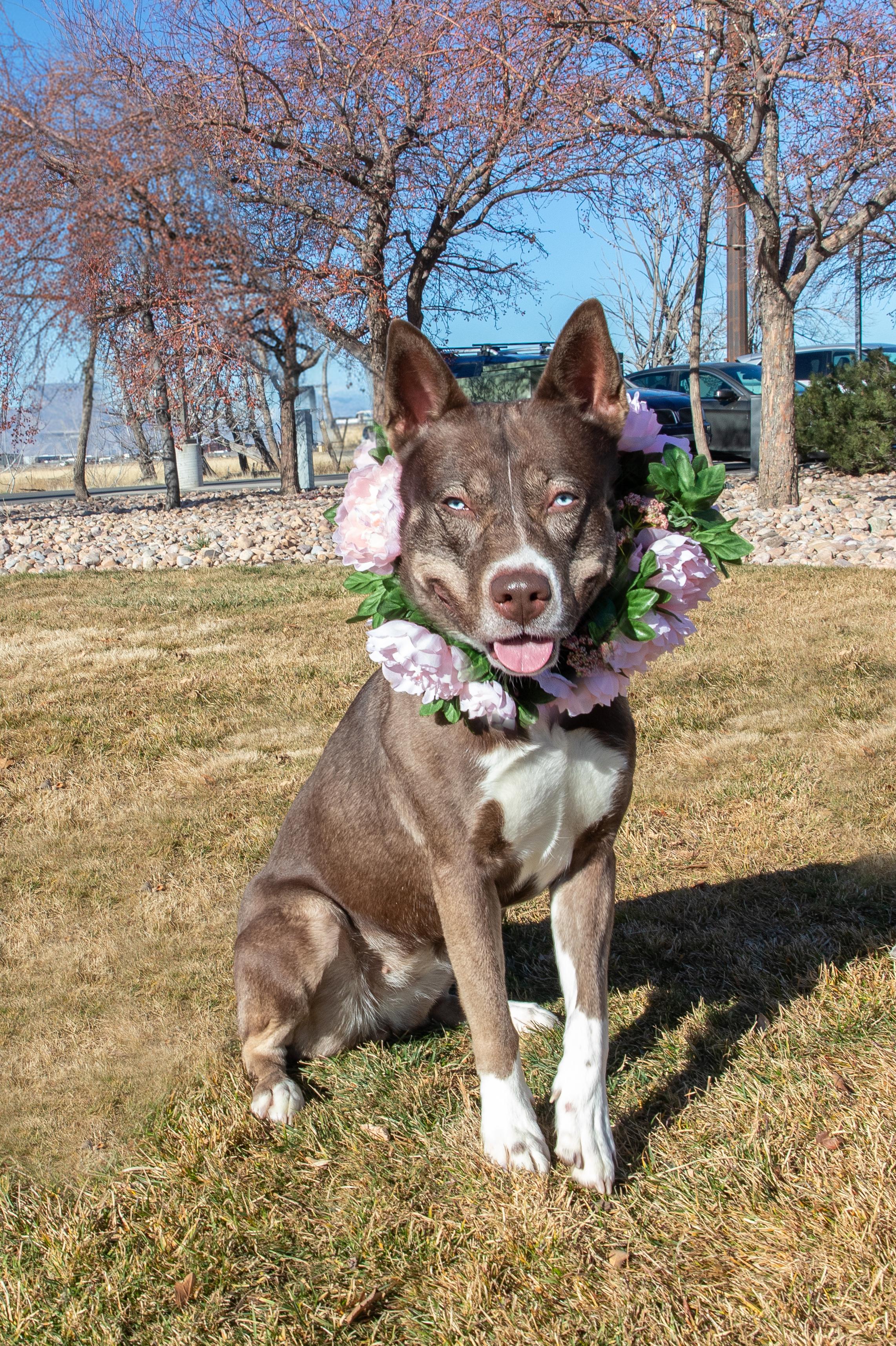Enlarge Angela (91753), a ADOPTABLE mixed breed in Spanish Fork, UT image 1/2