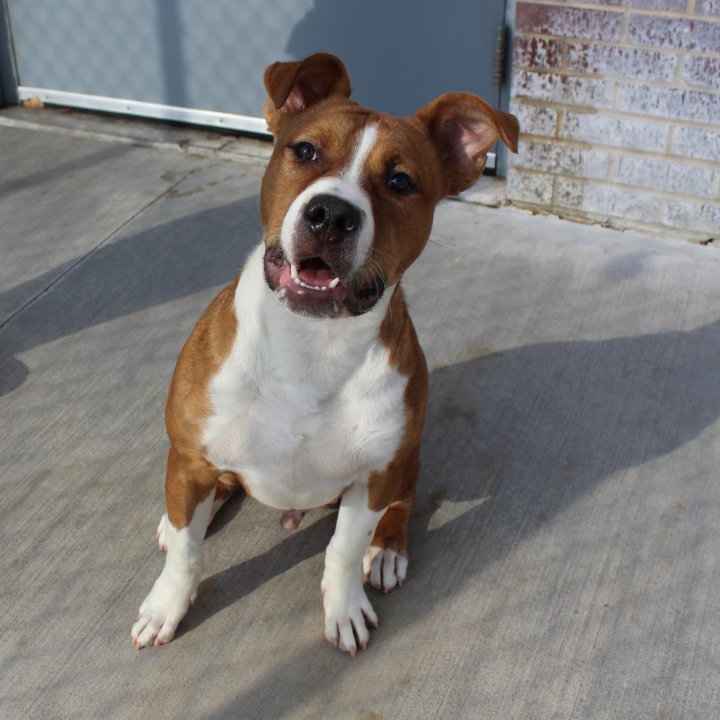Enlarge Rowdy, a Adoptable mixed breed in McPherson, KS image 2/6