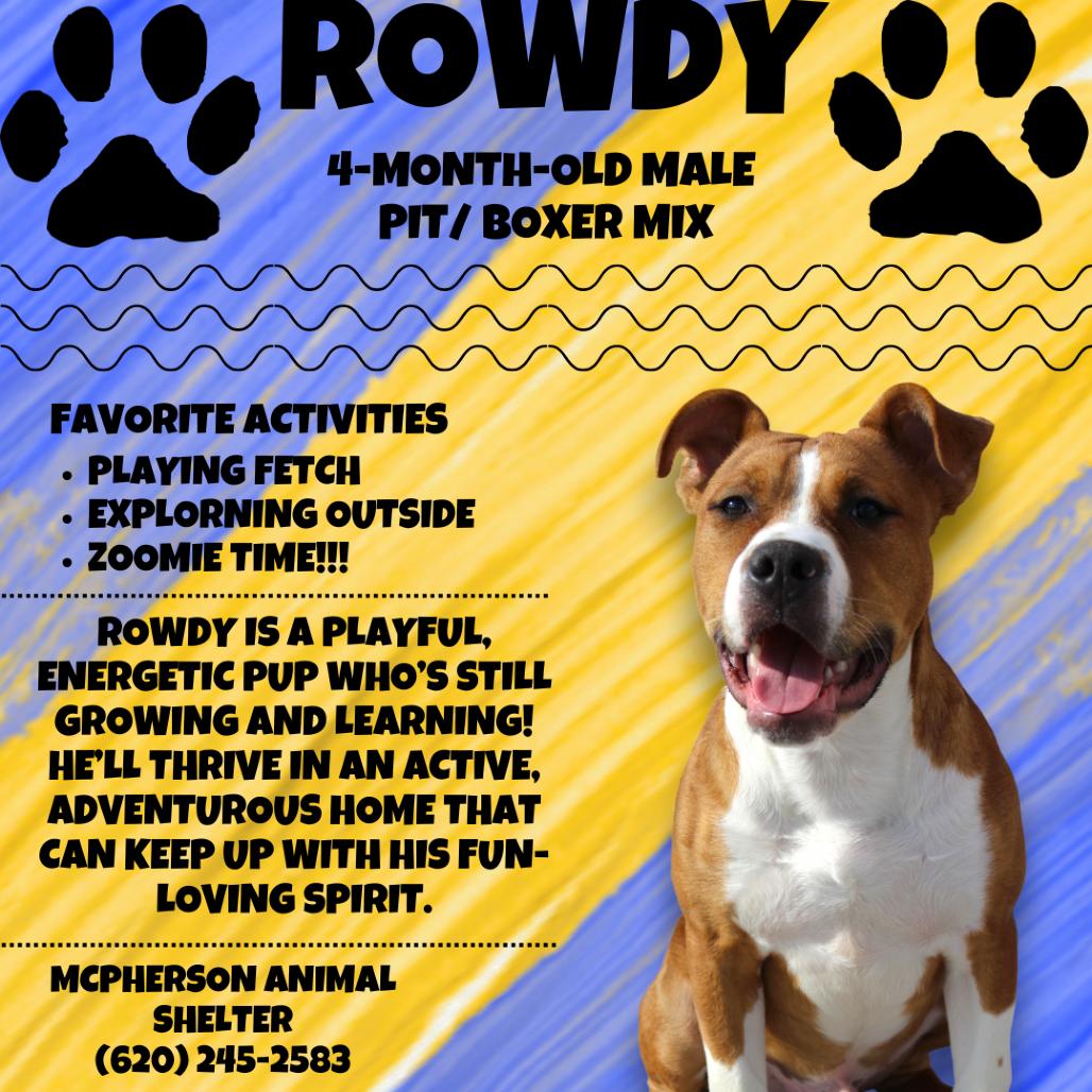 Rowdy, Adoptable, Puppy Male Boxer.