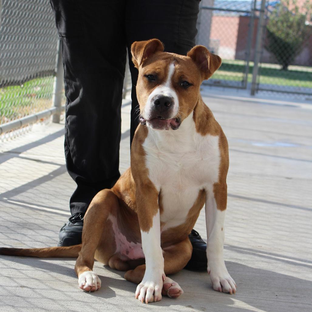 Enlarge Rowdy, a Adoptable mixed breed in McPherson, KS image 4/6