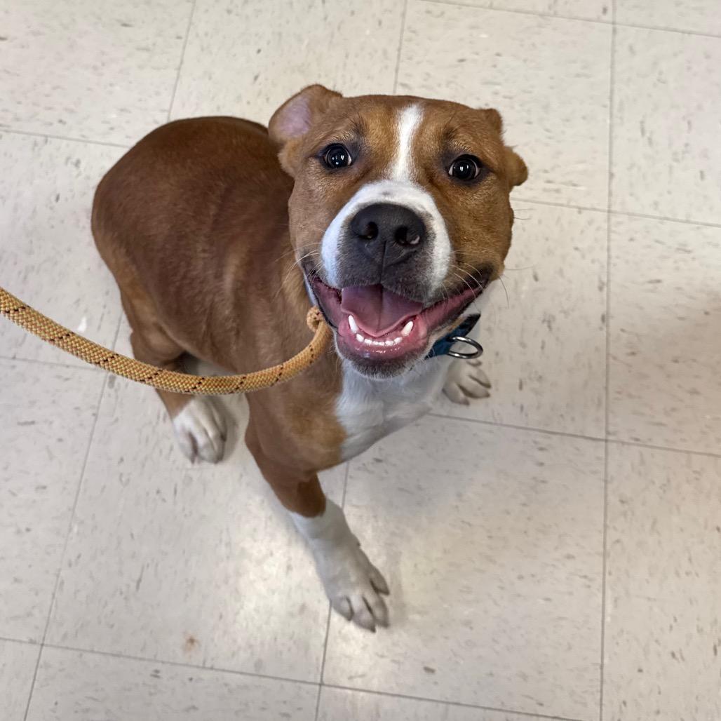 Enlarge Rowdy, a Adoptable mixed breed in McPherson, KS image 5/6