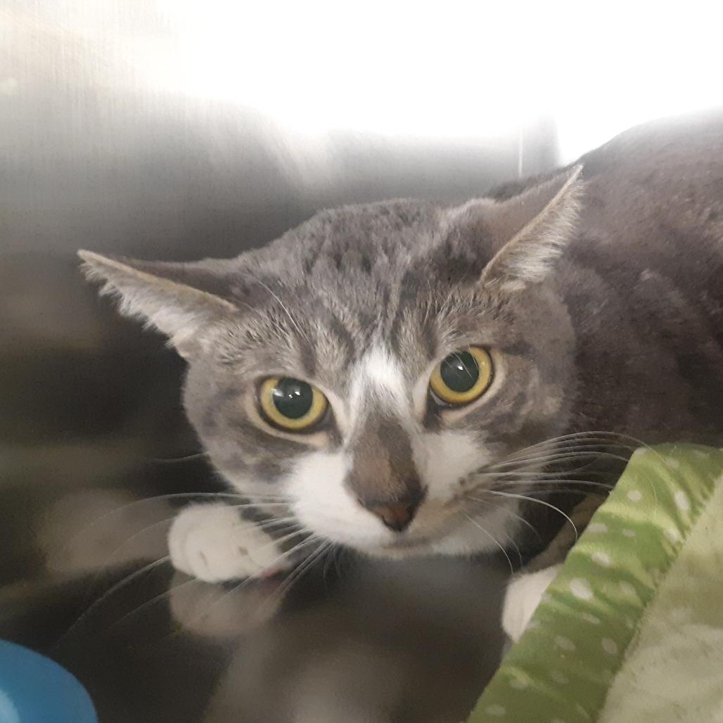 Johnny, Adoptable, Adult Male Domestic Short Hair.