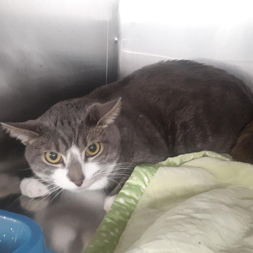 Enlarge Johnny, a Adoptable Domestic Short Hair in Spokane, WA image 2/2