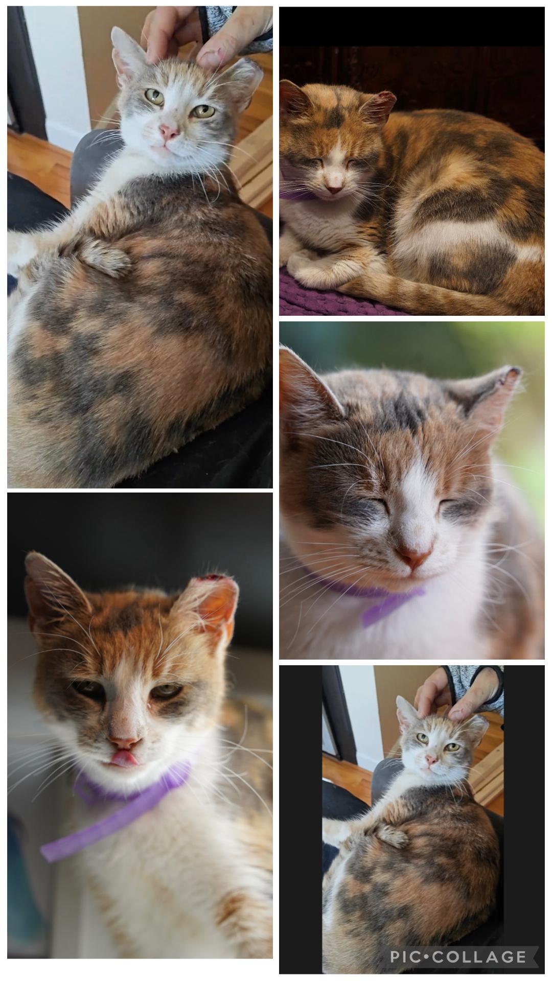 Penelope ( Affectionate & loving), an adopted Domestic Short Hair in Staten island, NY image 4/6