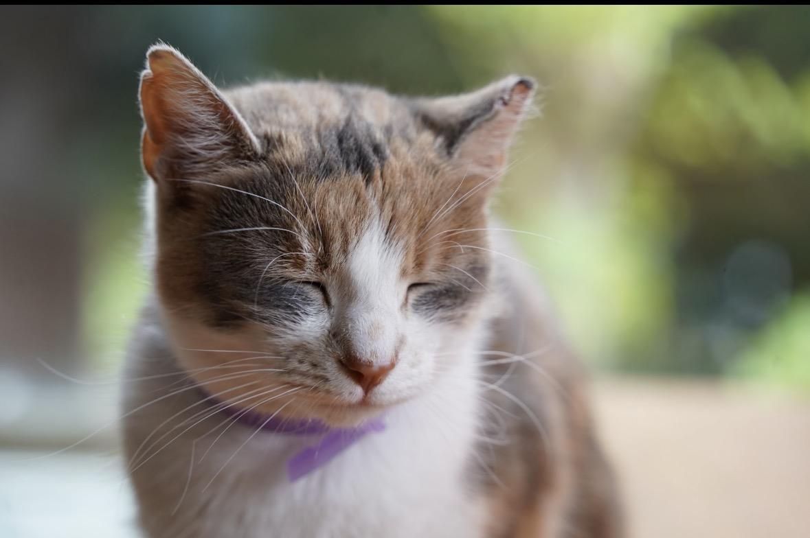 Penelope ( Affectionate & loving), an adopted Domestic Short Hair in Staten island, NY image 5/6