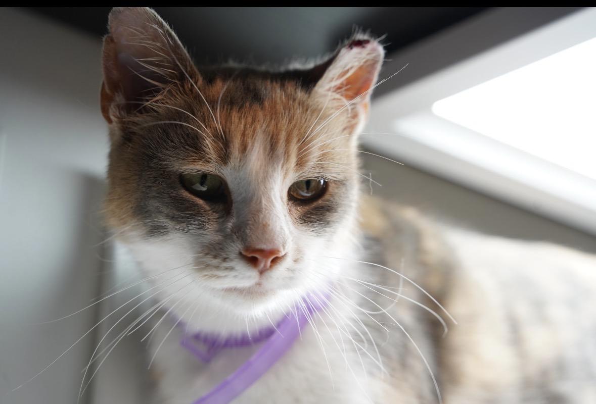 Penelope ( Affectionate & loving), an adopted Domestic Short Hair in Staten island, NY image 3/6