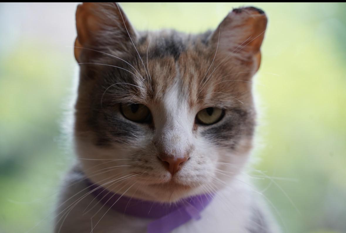 Penelope ( Affectionate & loving), adopted, Adult Female Domestic Short Hair.