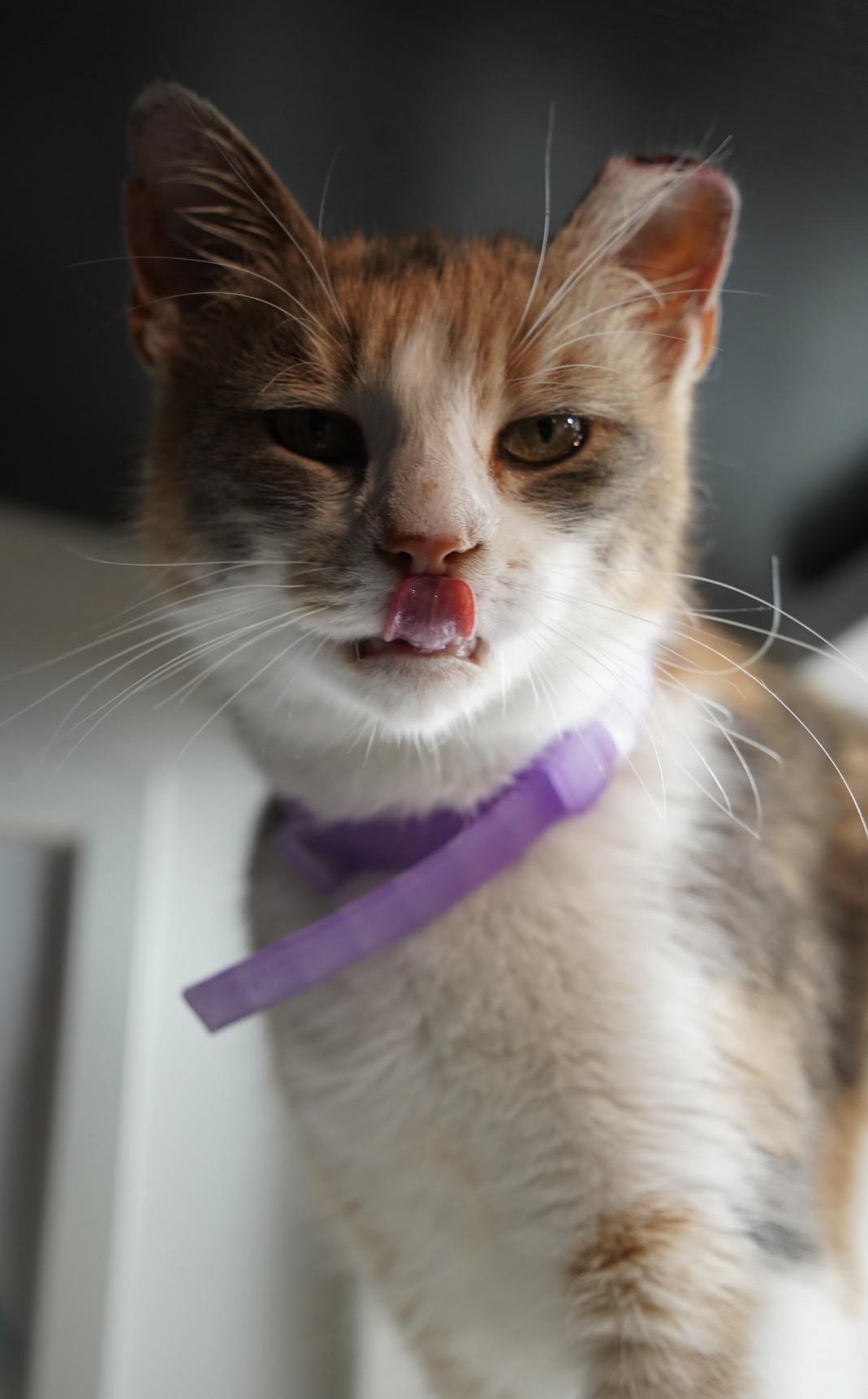 Penelope ( Affectionate & loving), an adopted Domestic Short Hair in Staten island, NY image 2/6