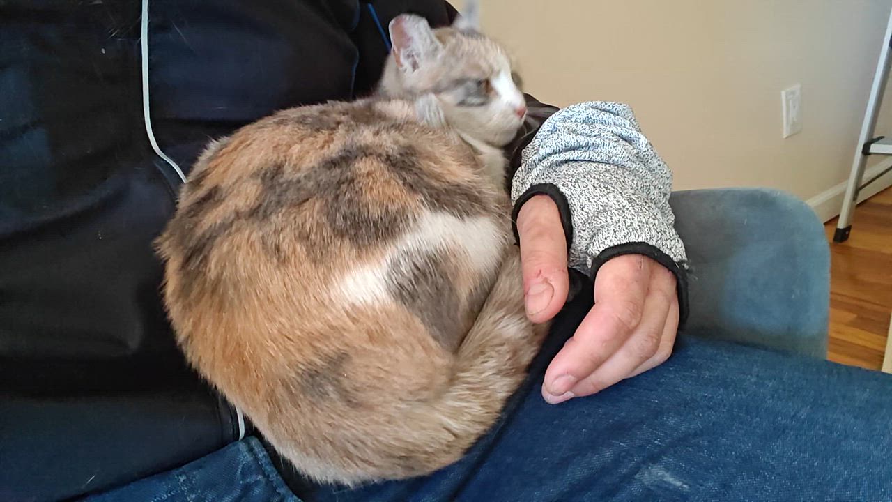 Enlarge Penelope ( Affectionate & loving), an adopted Domestic Short Hair in Staten island, NY video 6/6