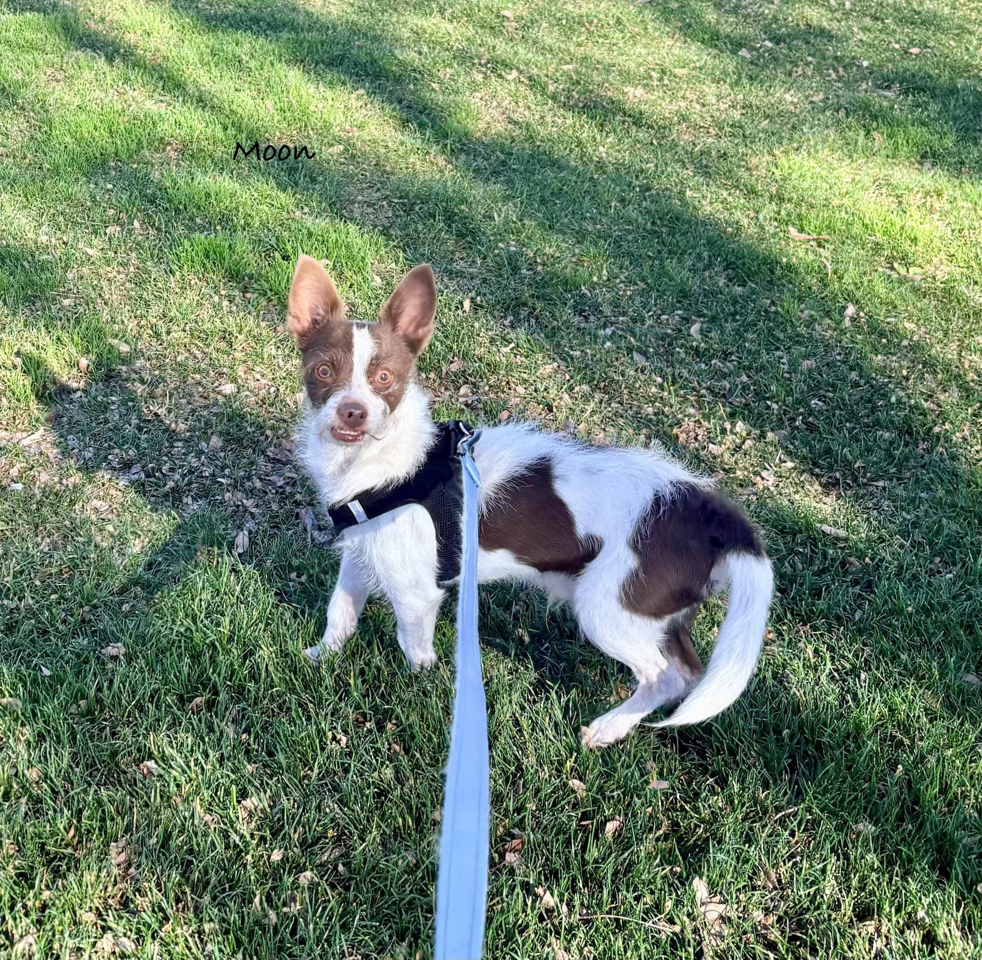 Moon, ADOPTABLE, Adult Male Terrier.