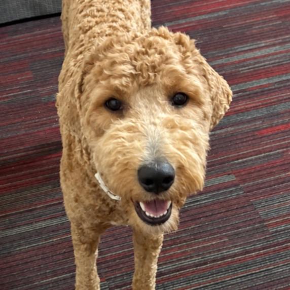 Enlarge Marley, a Adoptable mixed breed in Rogersville, MO image 3/3