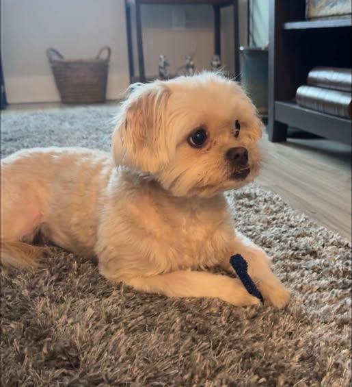 Enlarge Zoe, a Adoptable Shih poo in Matthews, NC image 1/1