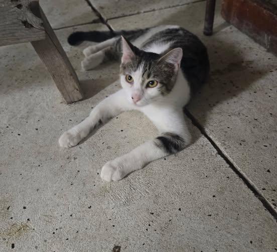 Enlarge Willow, a Adoptable Domestic Short Hair in French Village, MO image 1/1