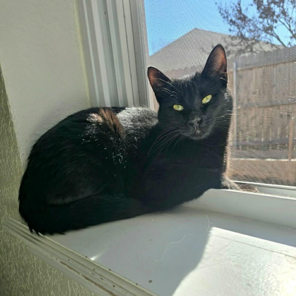Leti, ADOPTABLE, Young Female Domestic Short Hair.