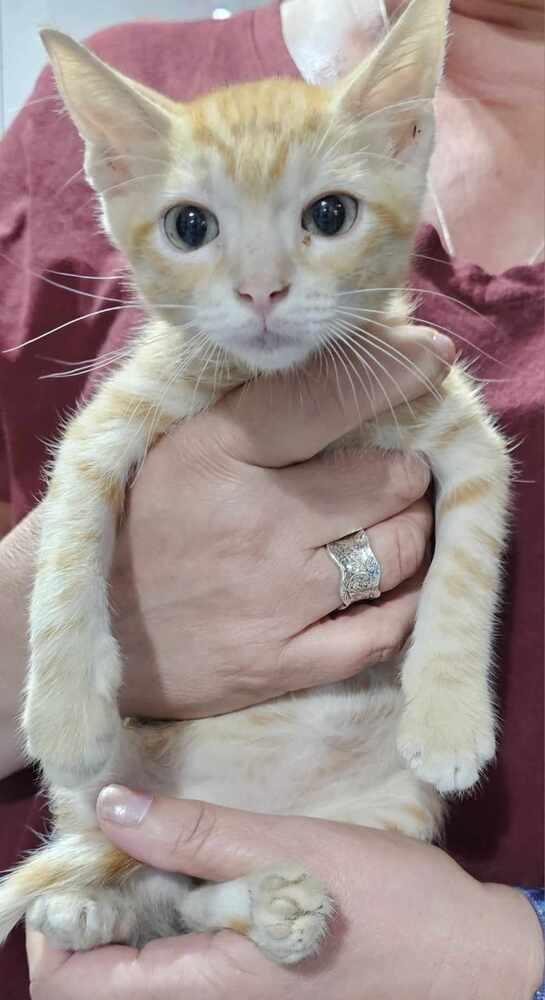 Enlarge Rig, a Adopted Domestic Short Hair in Anoka, MN image 1/1